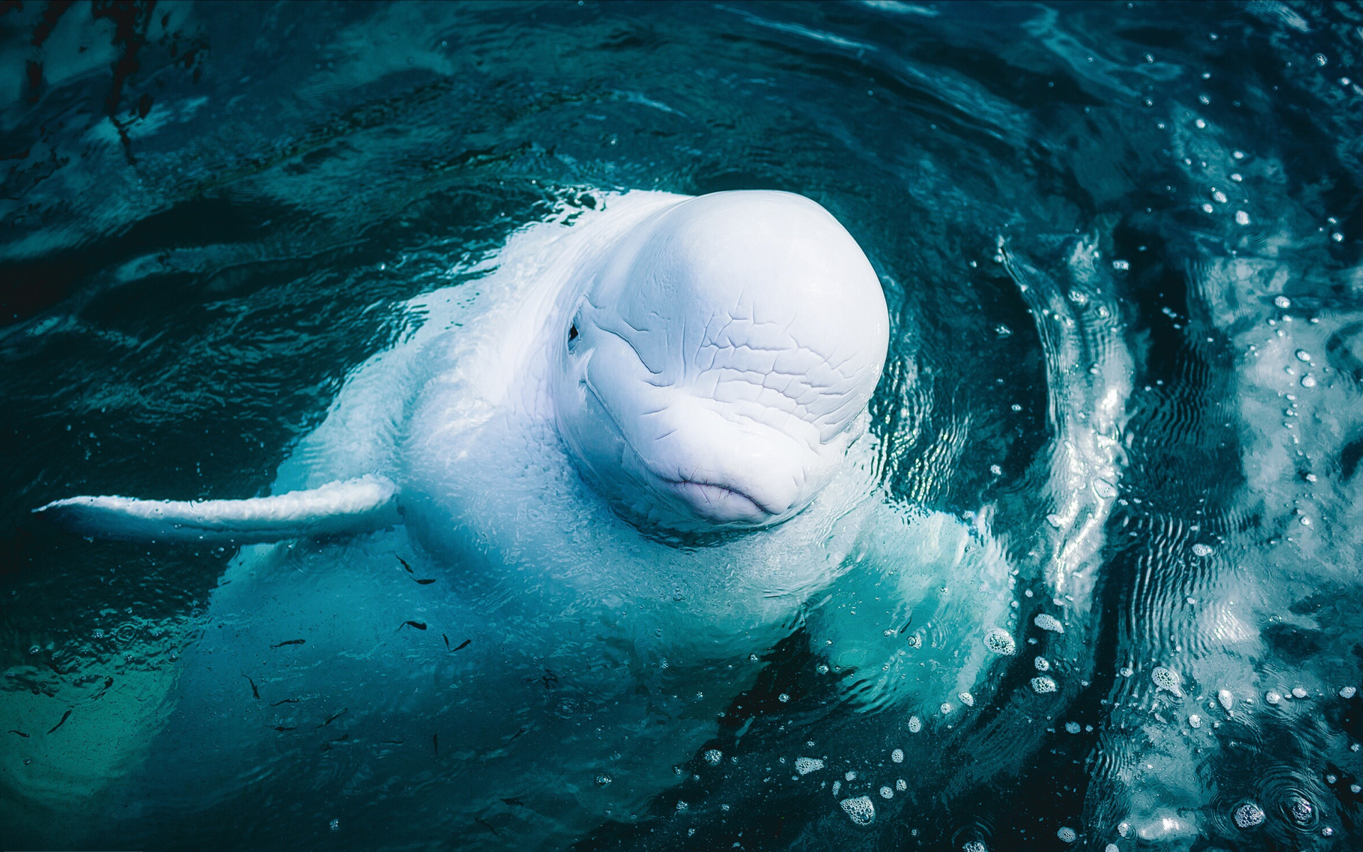 Beluga Whale, Arctic Ocean, White whale, Wildlife conservation, 1920x1200 HD Desktop