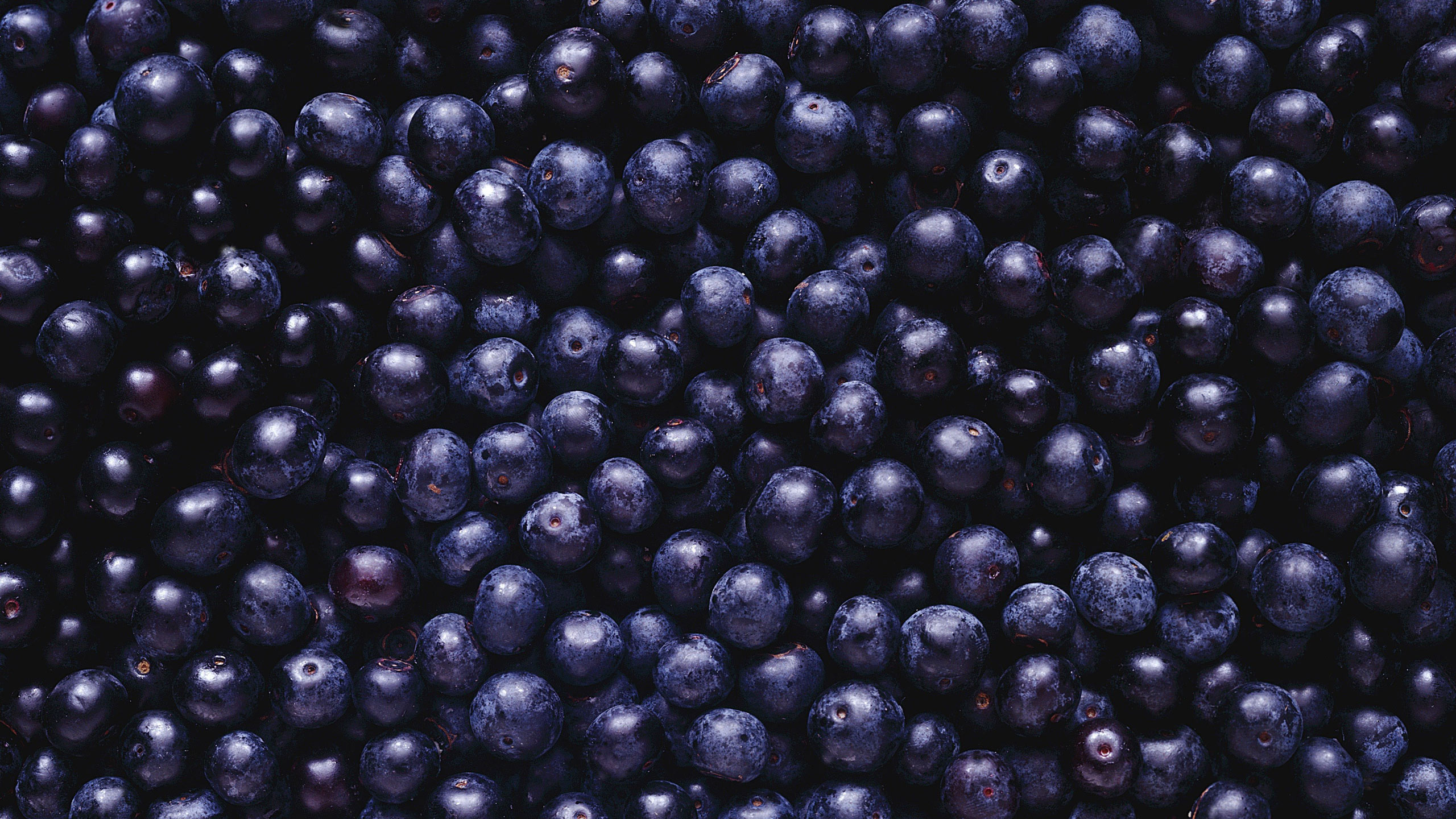 Huckleberry: Blueberries, Small blue or purple fruits that grow on bushes. 2560x1440 HD Wallpaper.