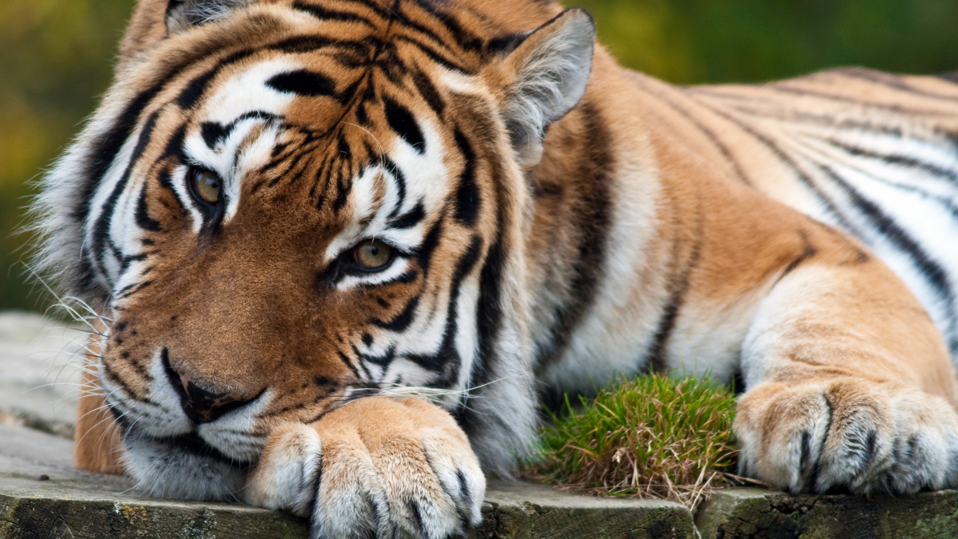 Tiger: An apex predator, it primarily preys on ungulates, such as deer and wild boar. 3840x2160 4K Wallpaper.