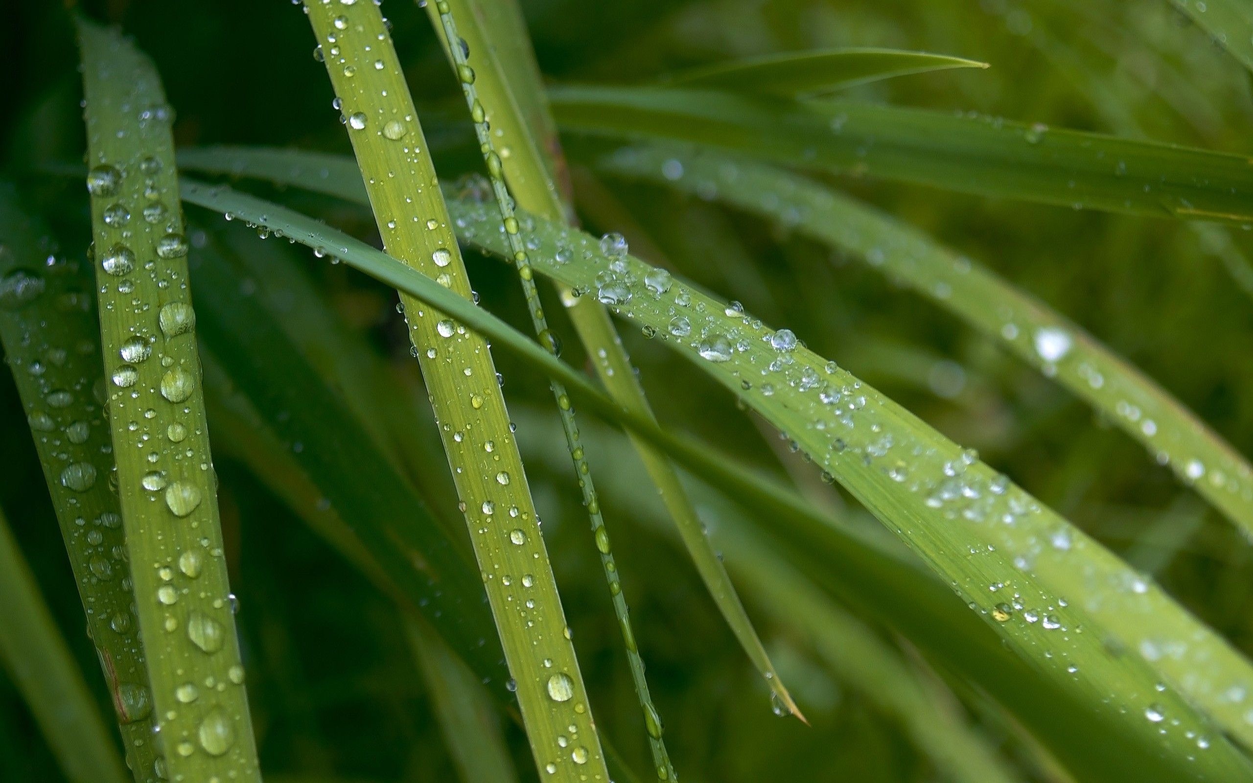 Wet grass halms, Desktop backgrounds, Vibrant plants, Nature's freshness, 2560x1600 HD Desktop
