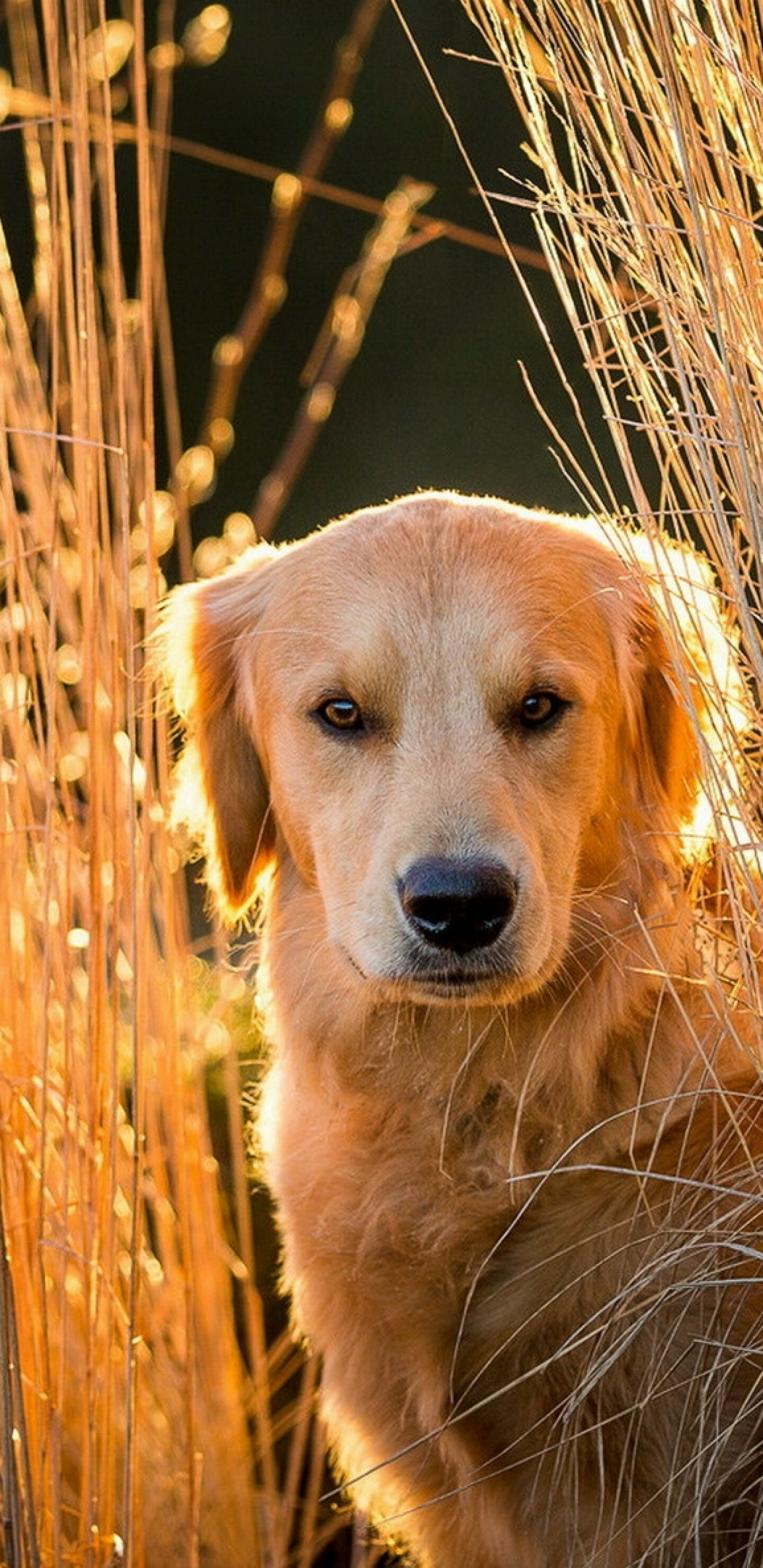 Golden Retriever: A Scottish breed of dog of medium size. 1440x2960 HD Wallpaper.
