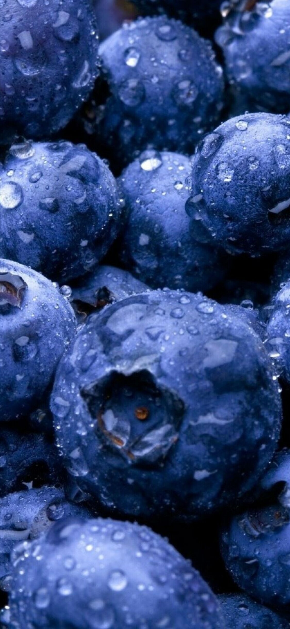 Fruit: Blueberry, Genus Vaccinium, Low in calories but high in nutrients. 1130x2440 HD Wallpaper.