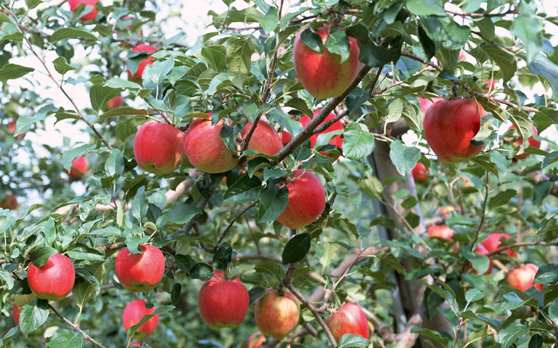 Apple Tree, Red nature fruits, Wallpaper, 1267291, 1920x1200 HD Desktop