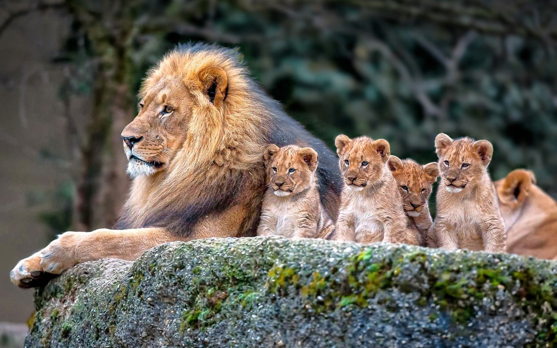 Lion and baby lions, Nature's wonder, Animals' bond, Majestic beauty, 1920x1200 HD Desktop