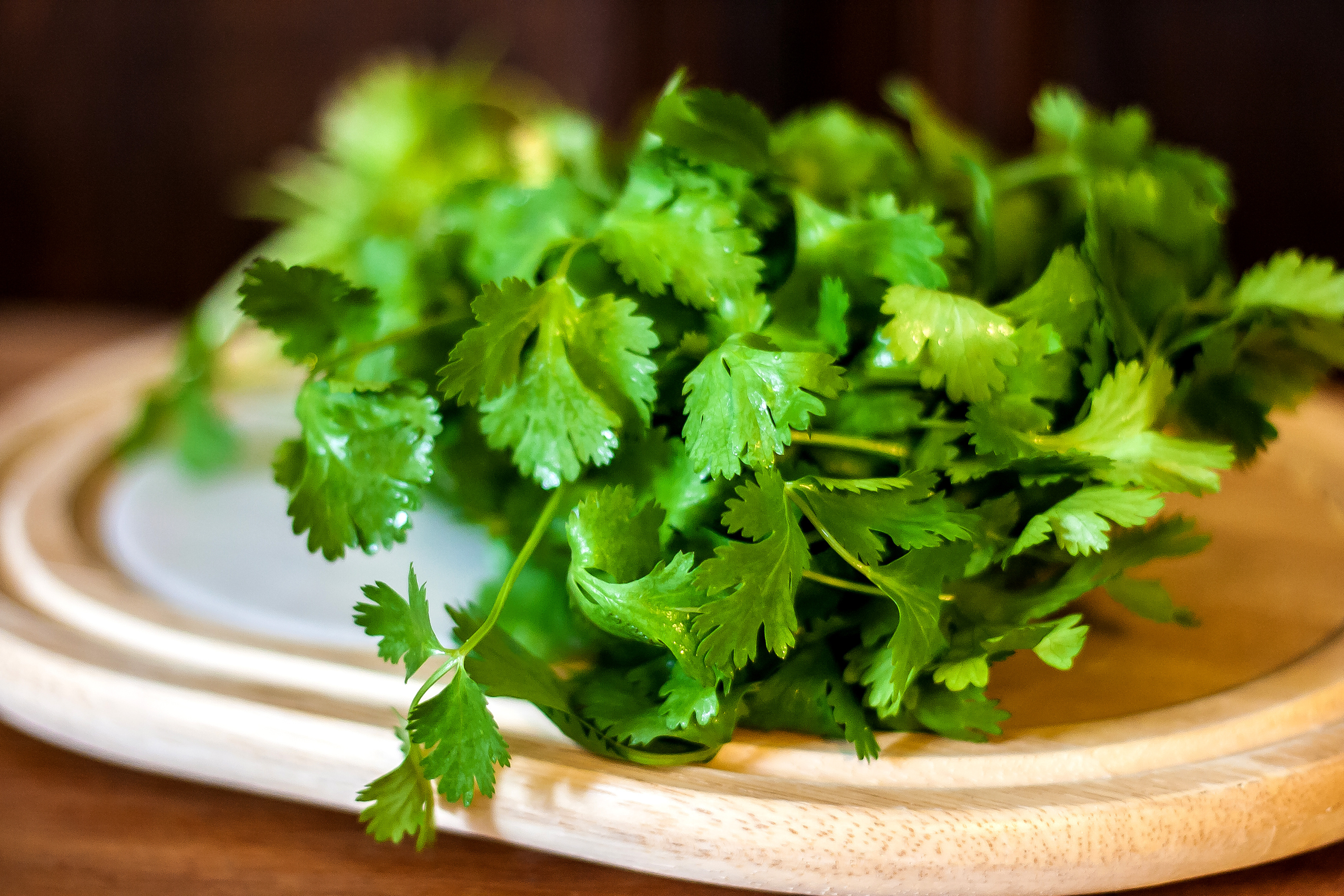 Use fresh cilantro, Livestrong tips, Fresh cilantro, Cooking ingredient, 3000x2000 HD Desktop