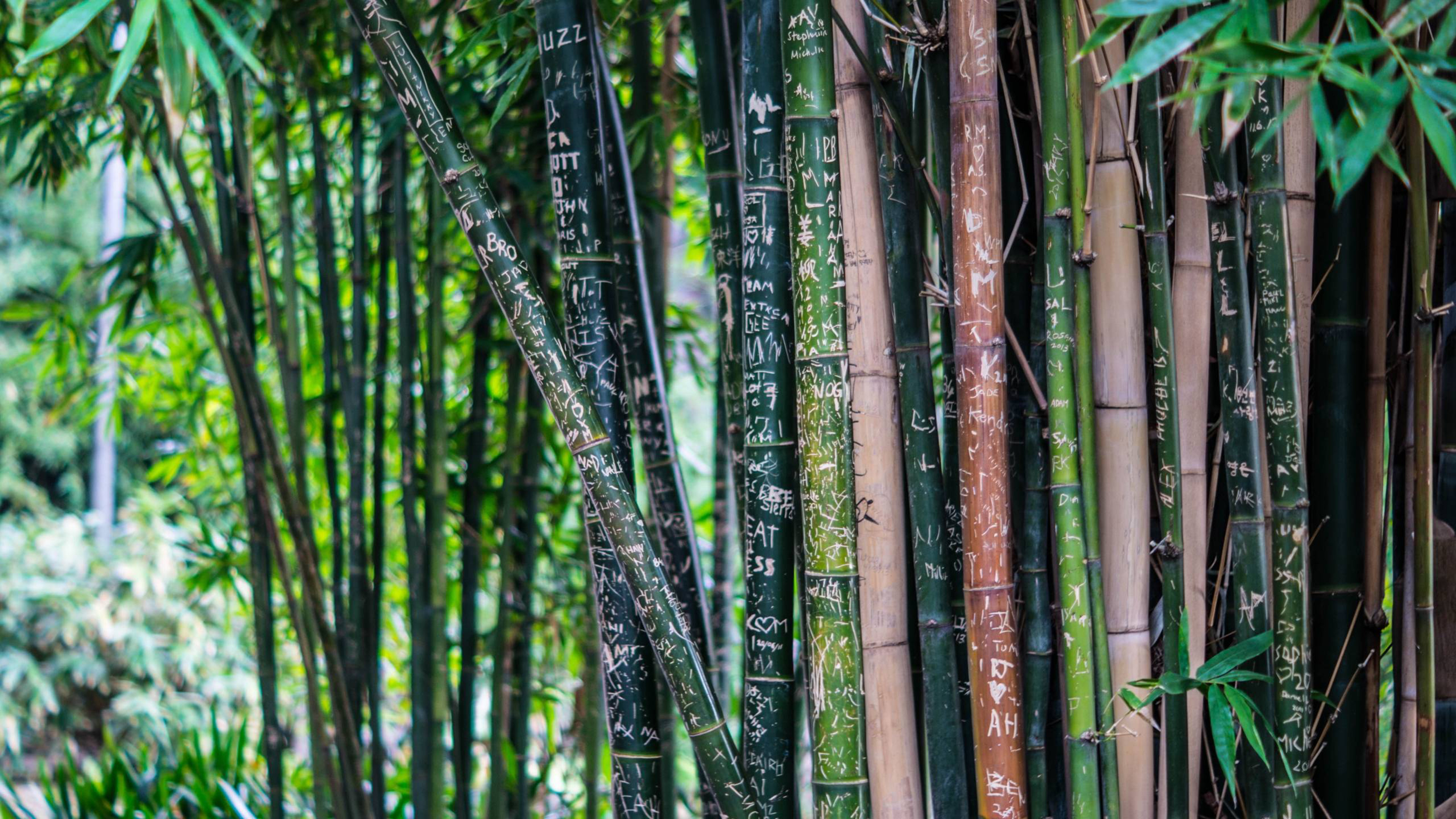 Bamboo: Plant is used for building materials, as a food source, and as a raw product. 3840x2160 4K Wallpaper.