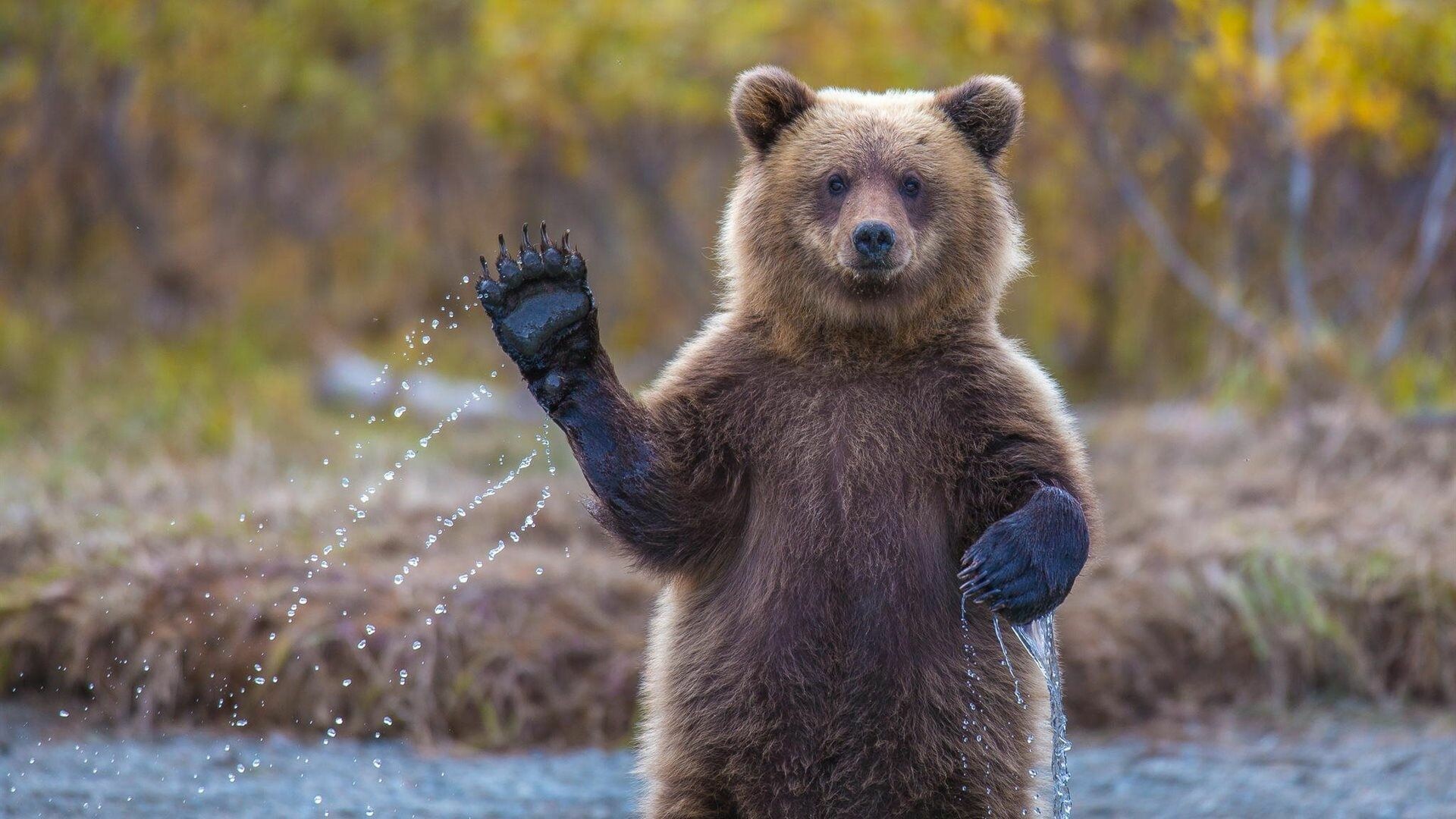 Bear: Animals distinctive by their fur-based bodies and strong claws. 1920x1080 Full HD Wallpaper.