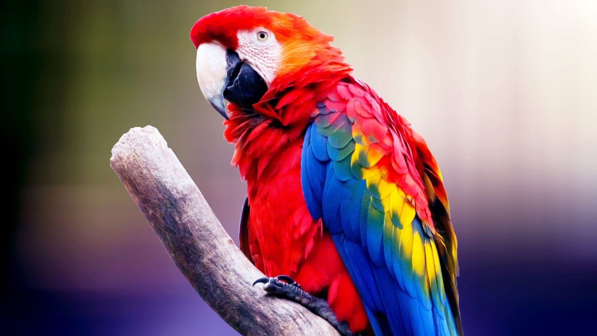 Bird: Macaws, A group of New World parrots. 1920x1080 Full HD Background.