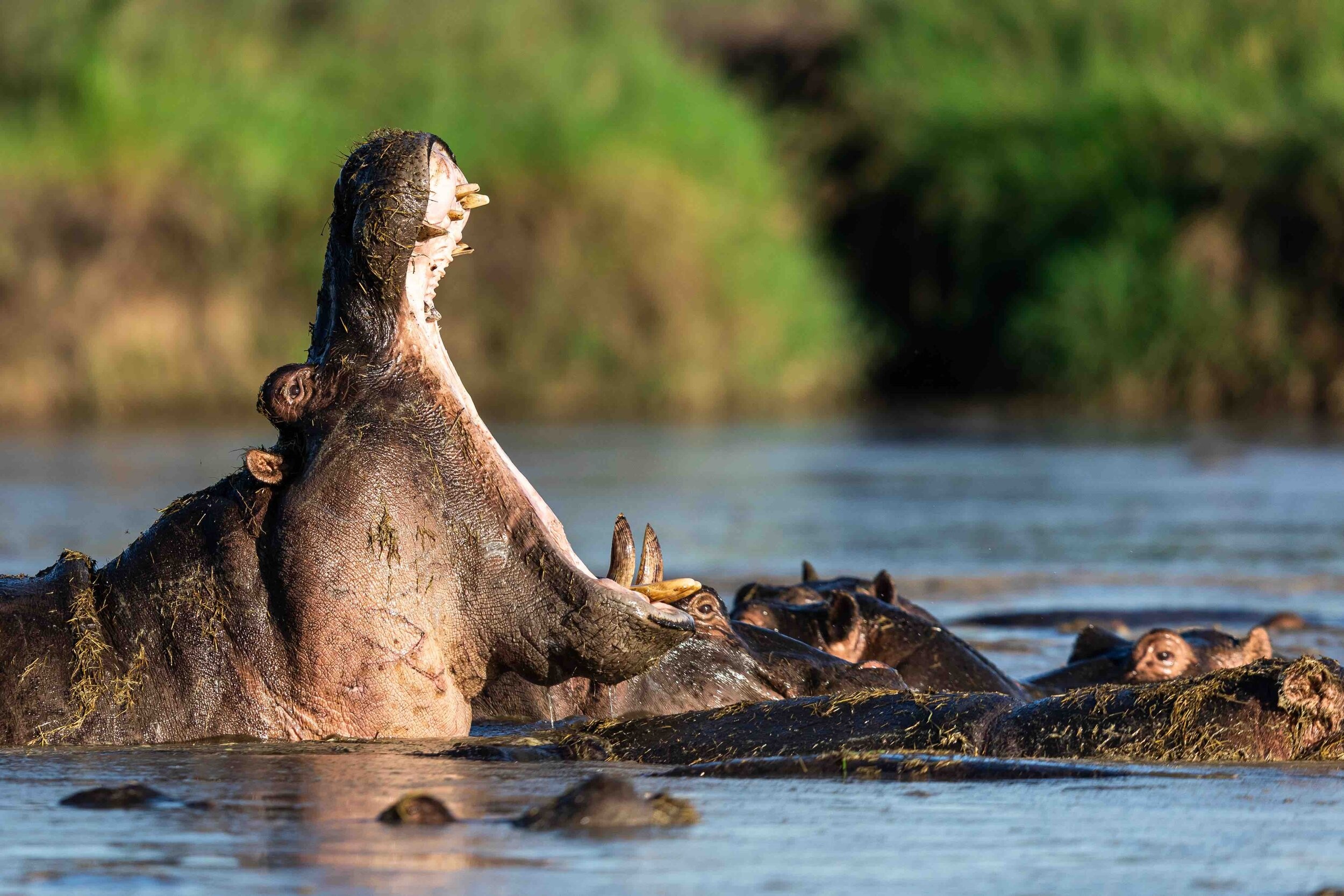 The Zambezi, Top 10 Animals, Photograph, Region, 2500x1670 HD Desktop
