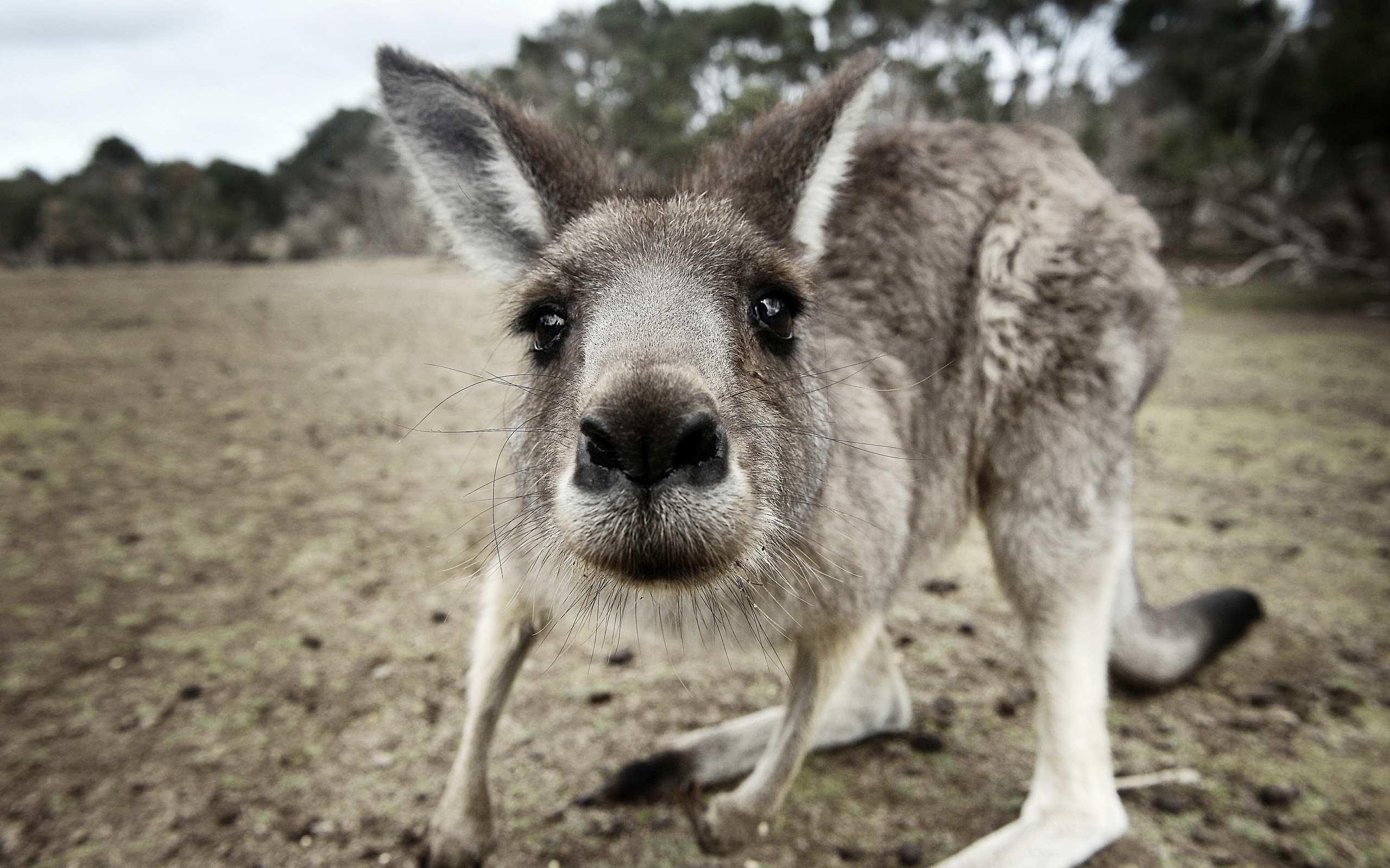 Kangaroo (Animals), Kangaroo wallpapers, Desktop backgrounds, Captivating visuals, 2560x1600 HD Desktop