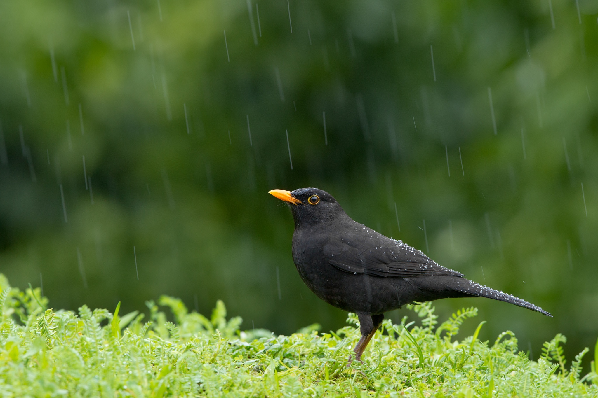 Common Blackbird, Majestic avian, Nature's melody, Feathered friend, 2050x1370 HD Desktop