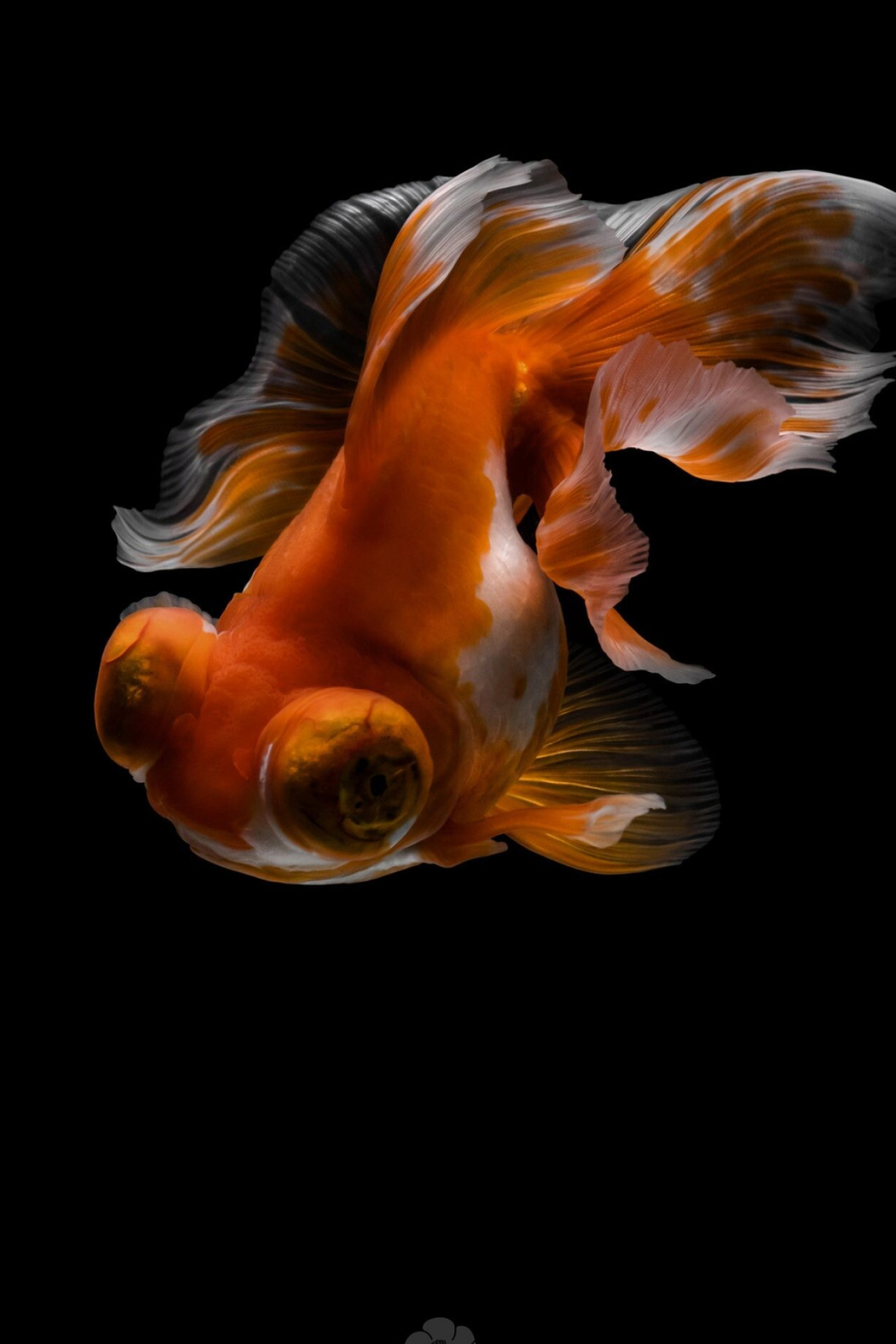 Gold Fish: The telescope eye, A fish characterized by its protruding eyes, The type of carp. 1710x2560 HD Background.