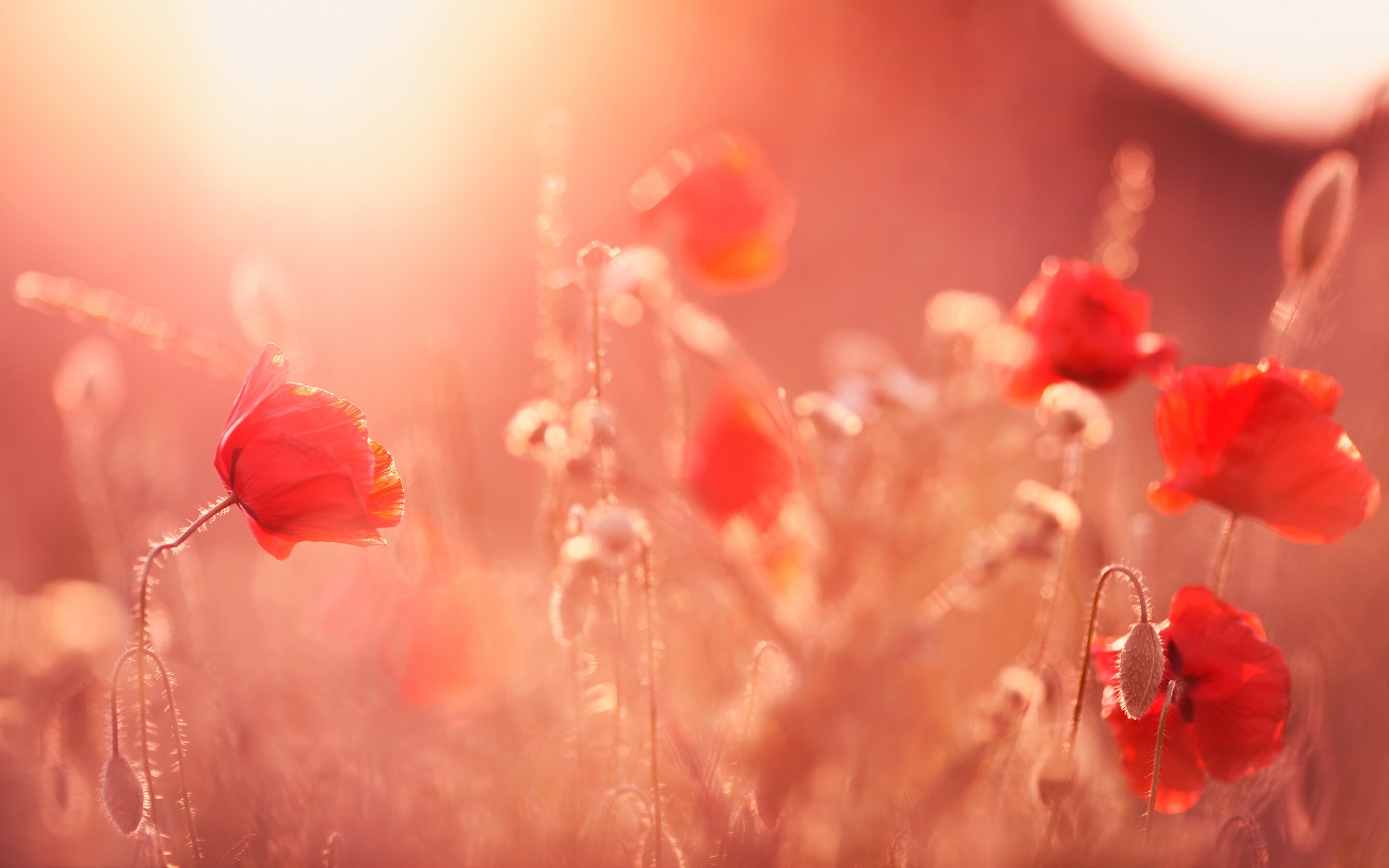 Poppy Flower: Colors range from white to vivid reds and oranges, There are cream, yellow, blue, and purple poppies as well. 2880x1800 HD Wallpaper.