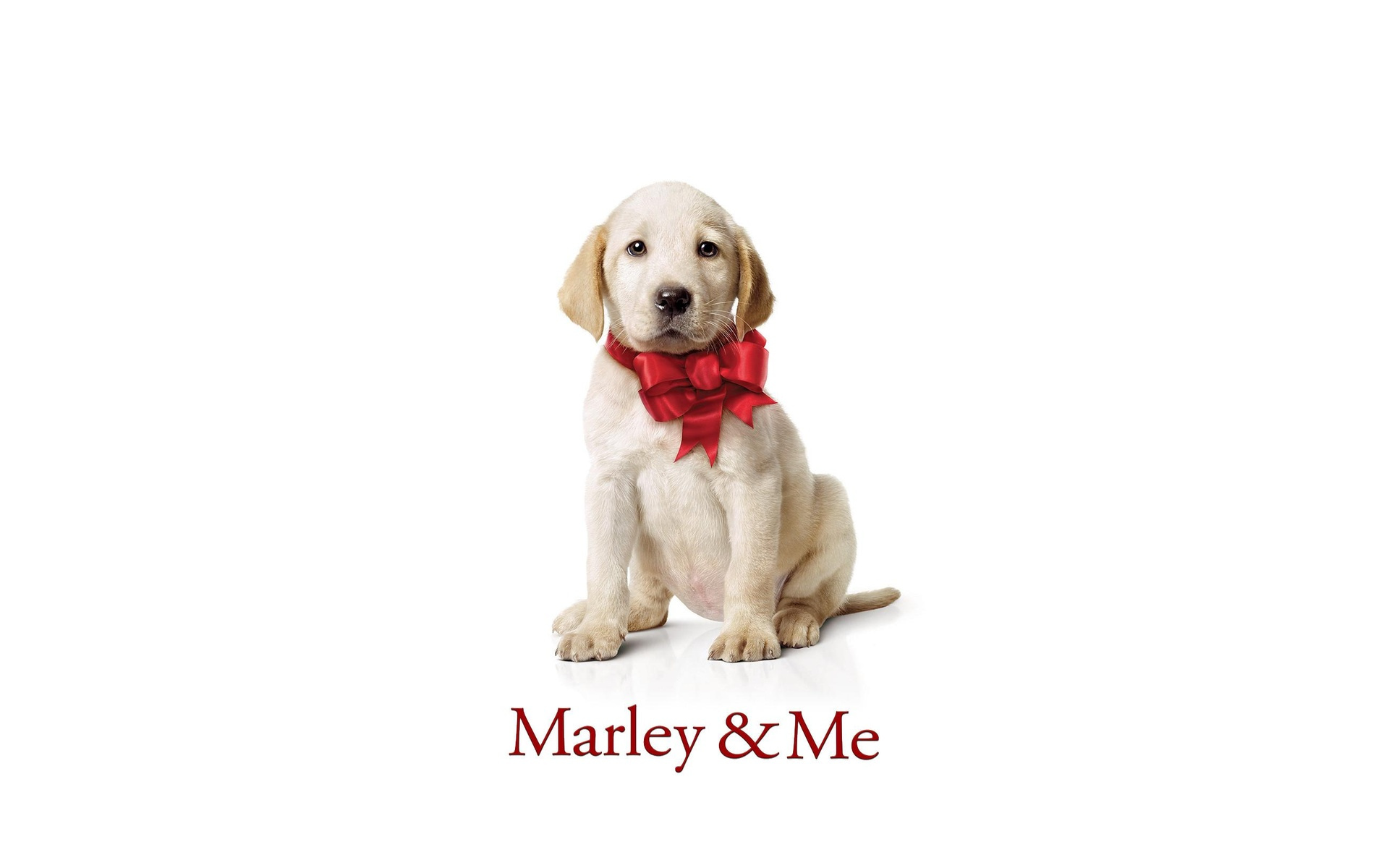 Marley and Me: The film set a record for the largest Christmas Day box office ever. 1920x1200 HD Wallpaper.