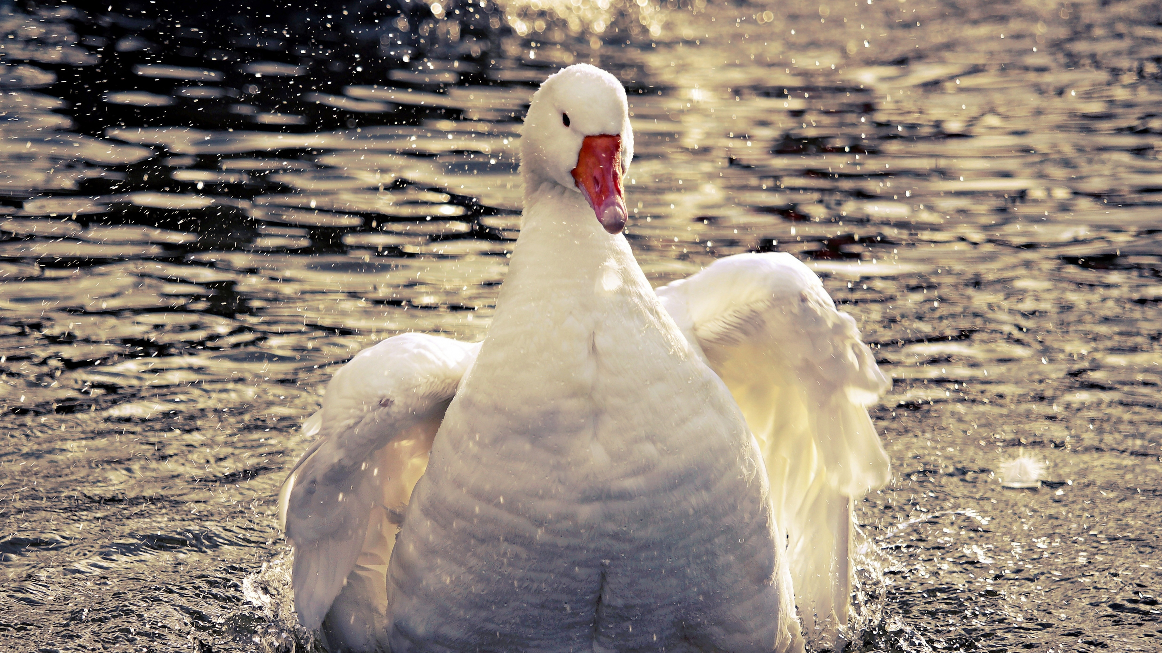 Swimming goose, White bird, 4K wallpaper, Widescreen format, 3840x2160 4K Desktop
