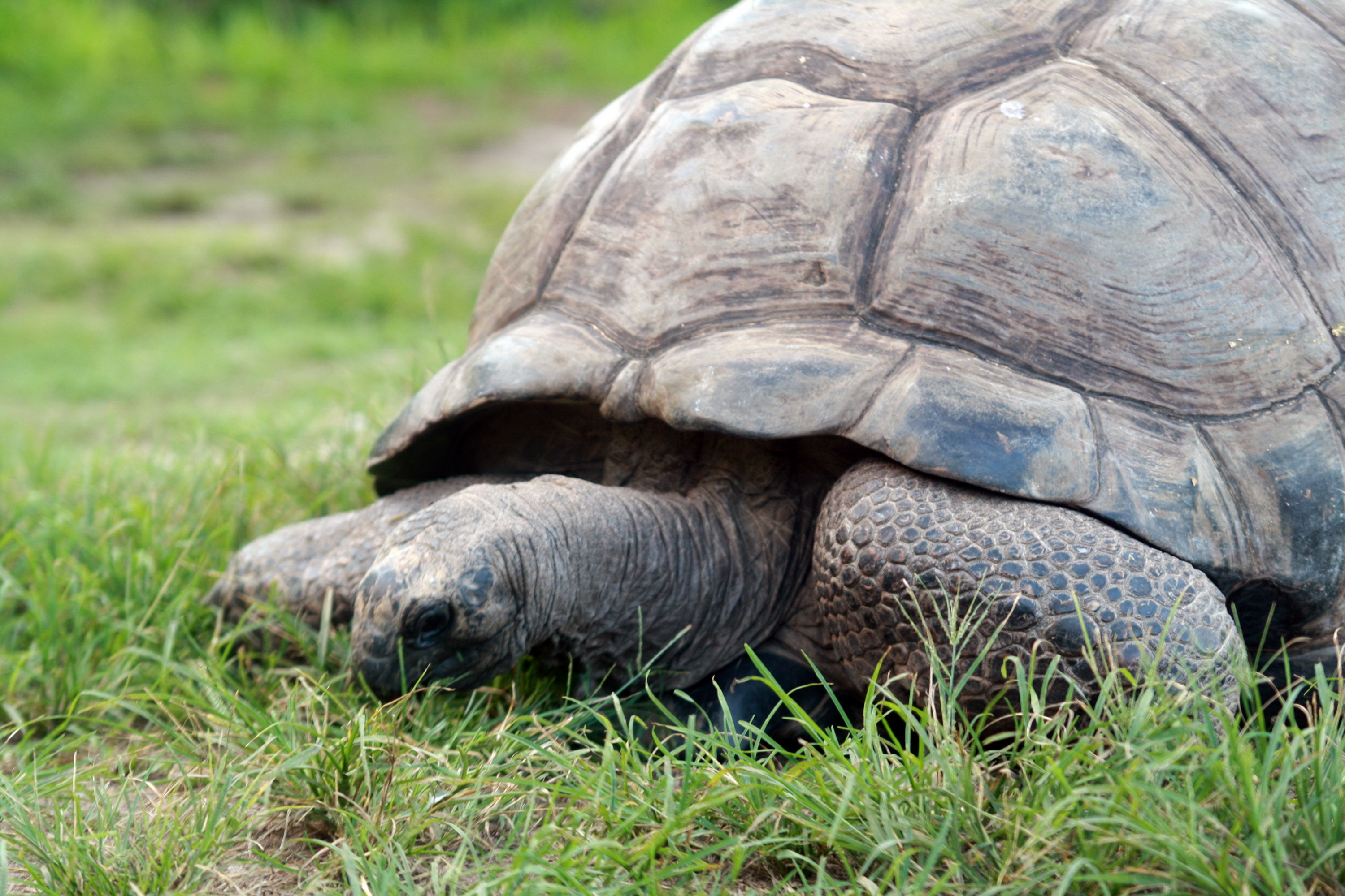 Aldabra Giant Tortoise, Bird Island, Esmeralda, Seychelles' oldest tortoise, 3000x2000 HD Desktop