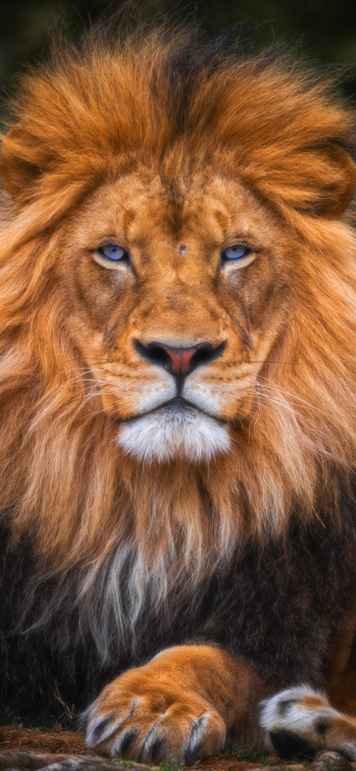 Lion: It has been depicted as "king of the jungle" and "king of beasts", and thus became a popular symbol for royalty and stateliness. 1190x2560 HD Background.
