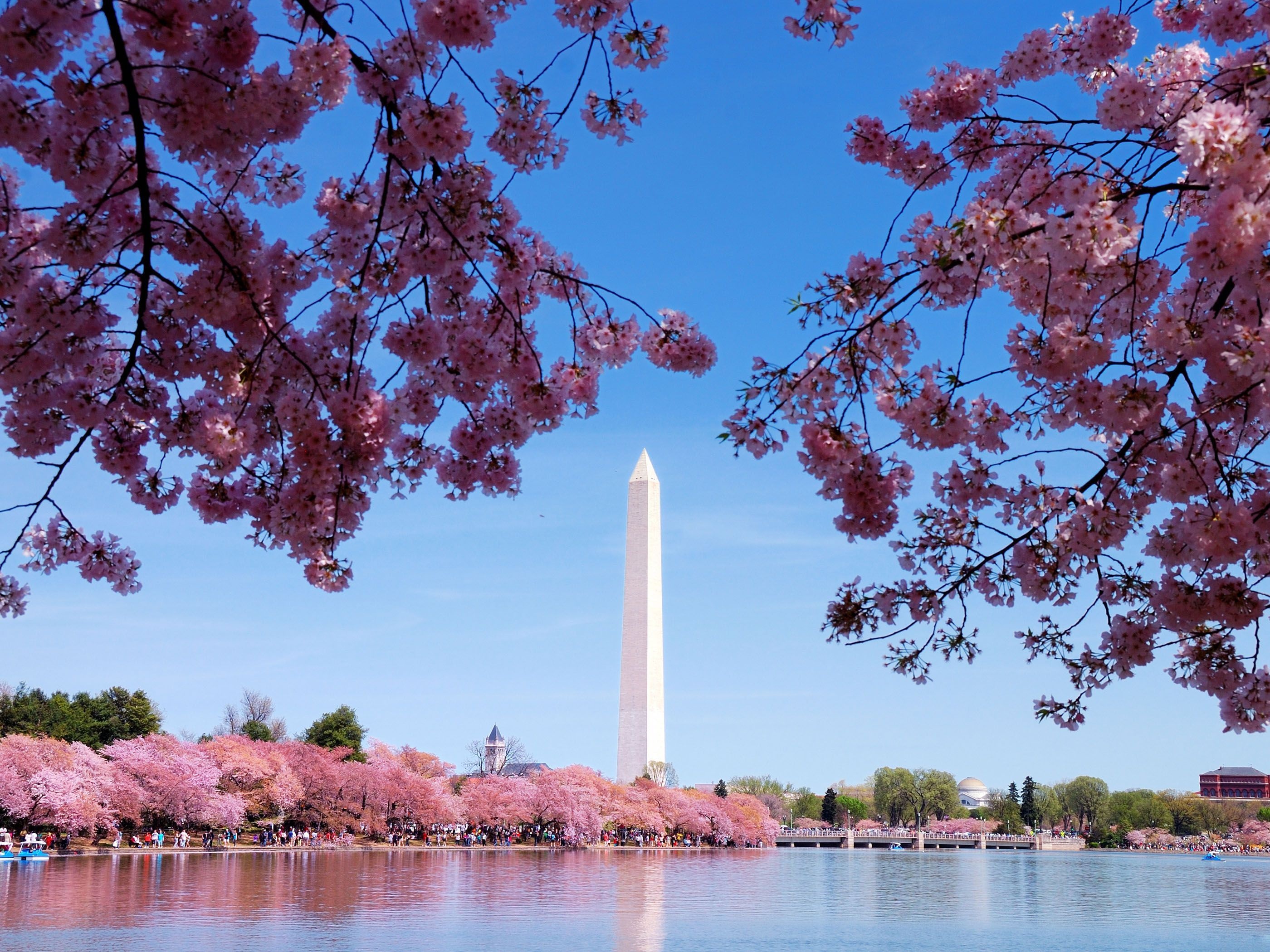 Washington, D.C.: Cherry blossom, Washington Monument. 2800x2100 HD Wallpaper.