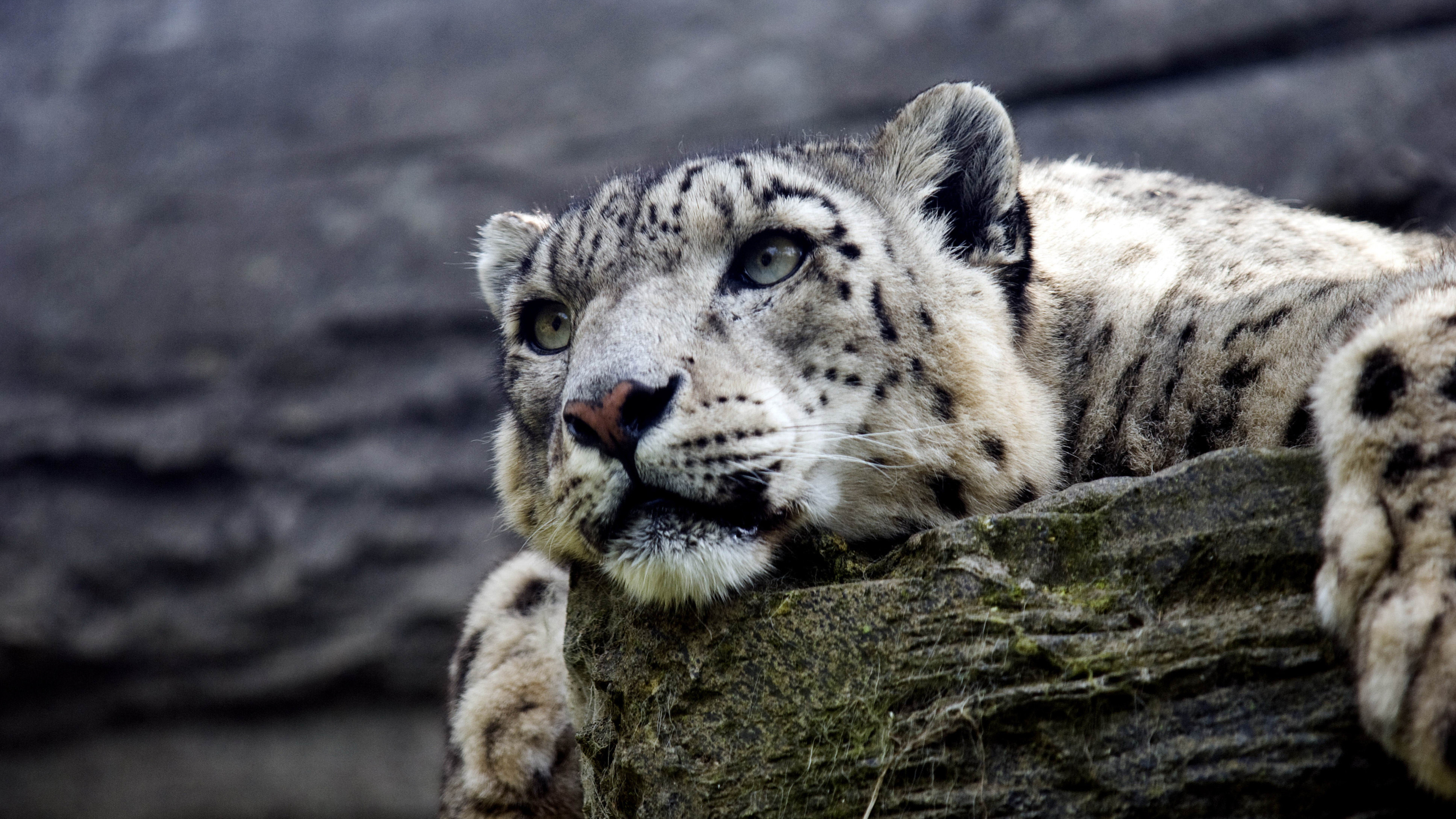 Snow leopard hd 4k, Wallpapers images, Photos pictures, 3840x2160 4K Desktop
