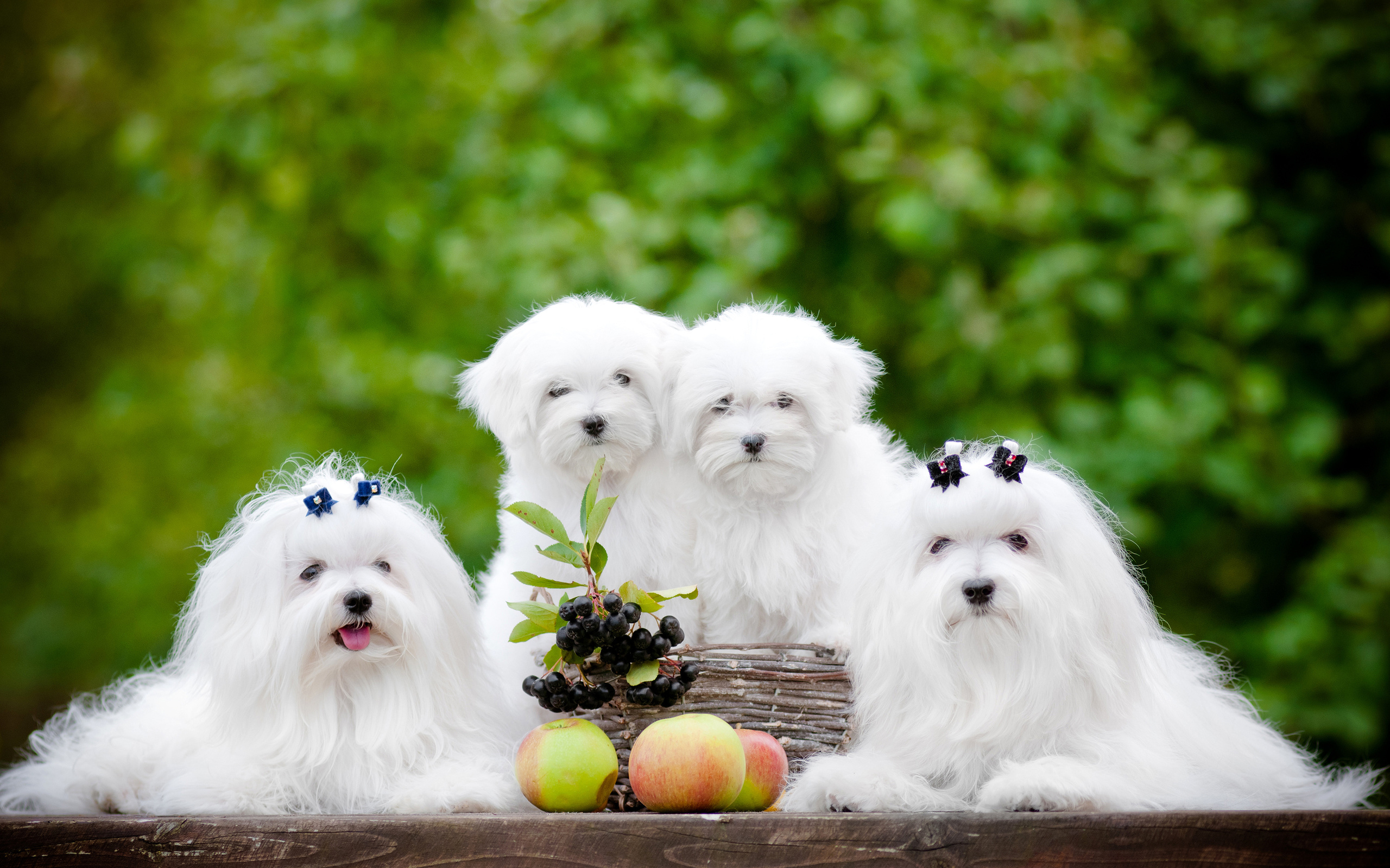Bolognese Dog, Fluffy dog family wallpapers, Animals, 2560x1600 HD Desktop