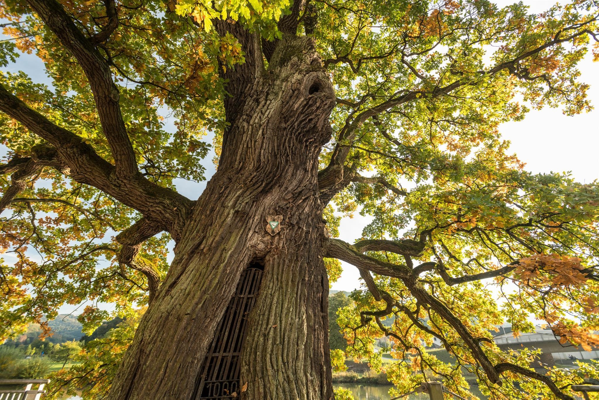 Thousand-year-old oak, Natural monument, Historic beauty, Majestic presence, 2050x1370 HD Desktop
