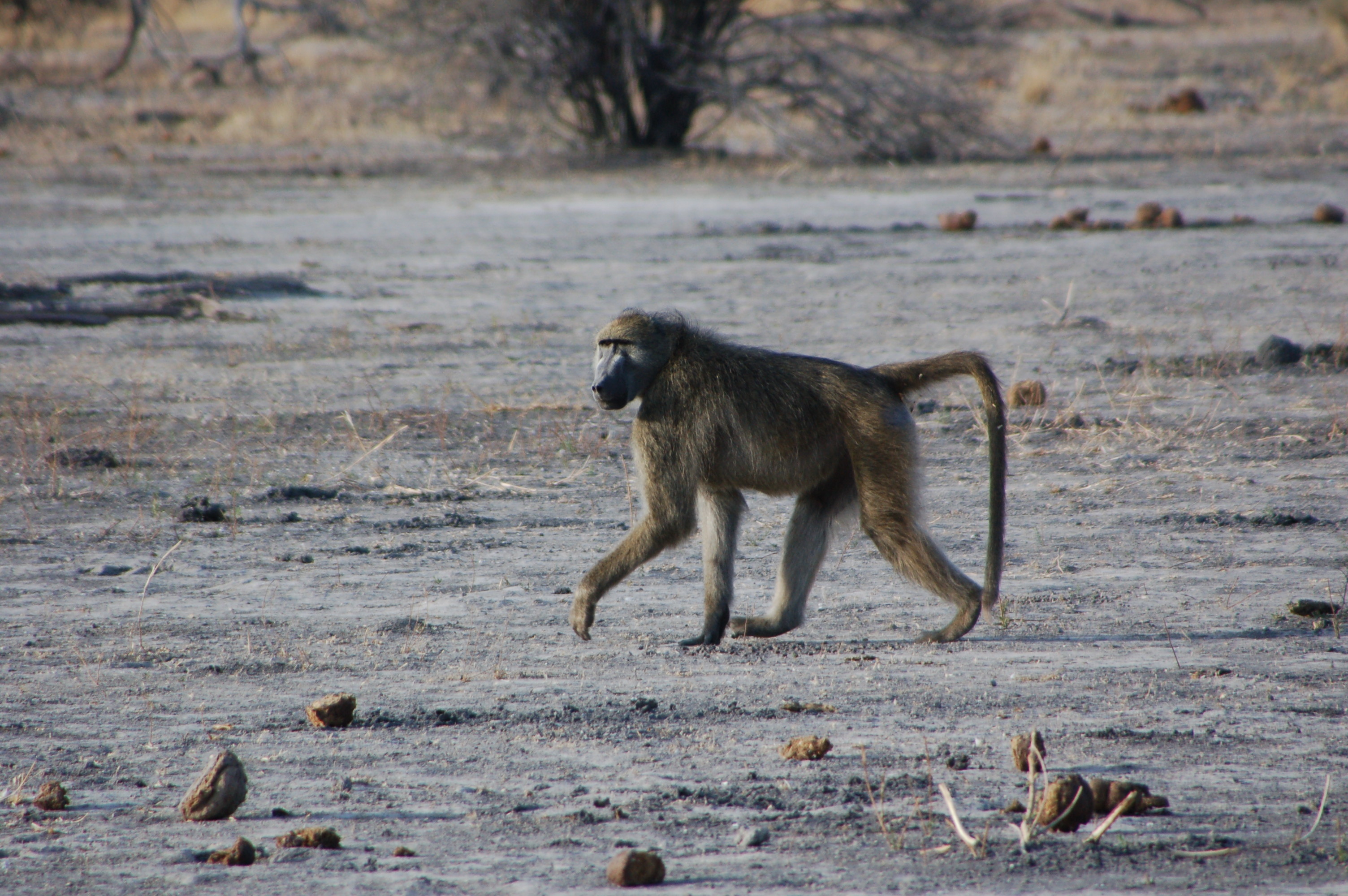Olive baboon, Yellow chacma, African primate, Wildlife beauty, 3010x2000 HD Desktop