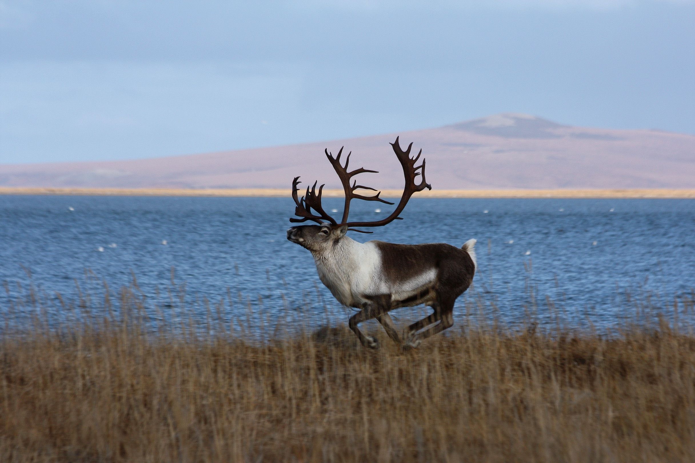Caribou wallpapers, Stunning backgrounds, Majestic animals, Natural splendor, 2440x1630 HD Desktop