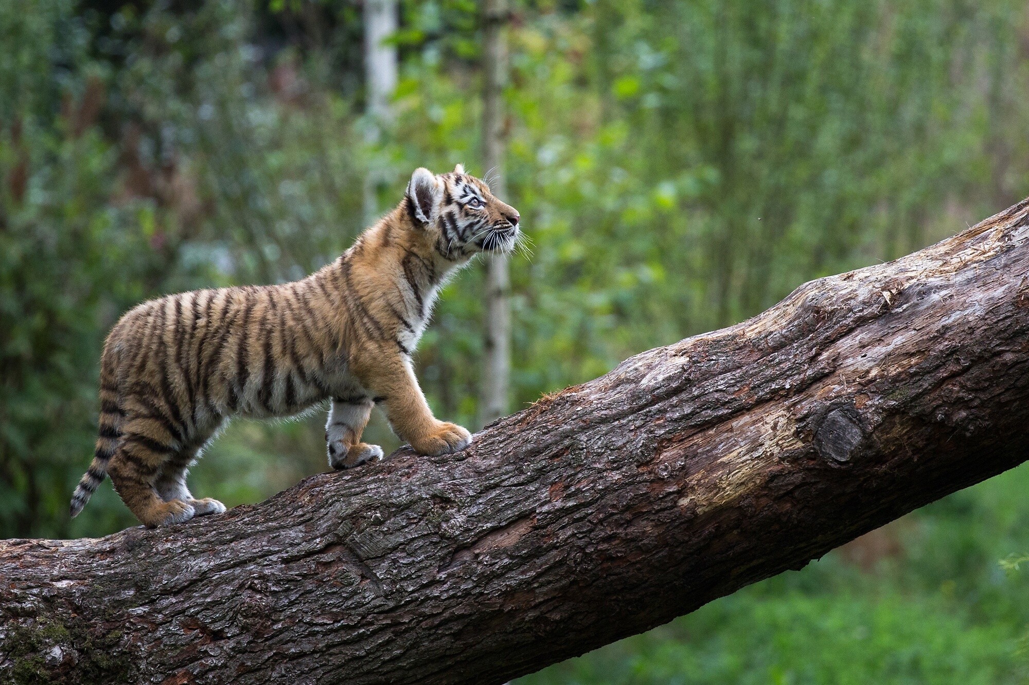 Tiger Cub: Forest, Predator, Walking, Tree, Baby animal, Wild. 2000x1340 HD Wallpaper.