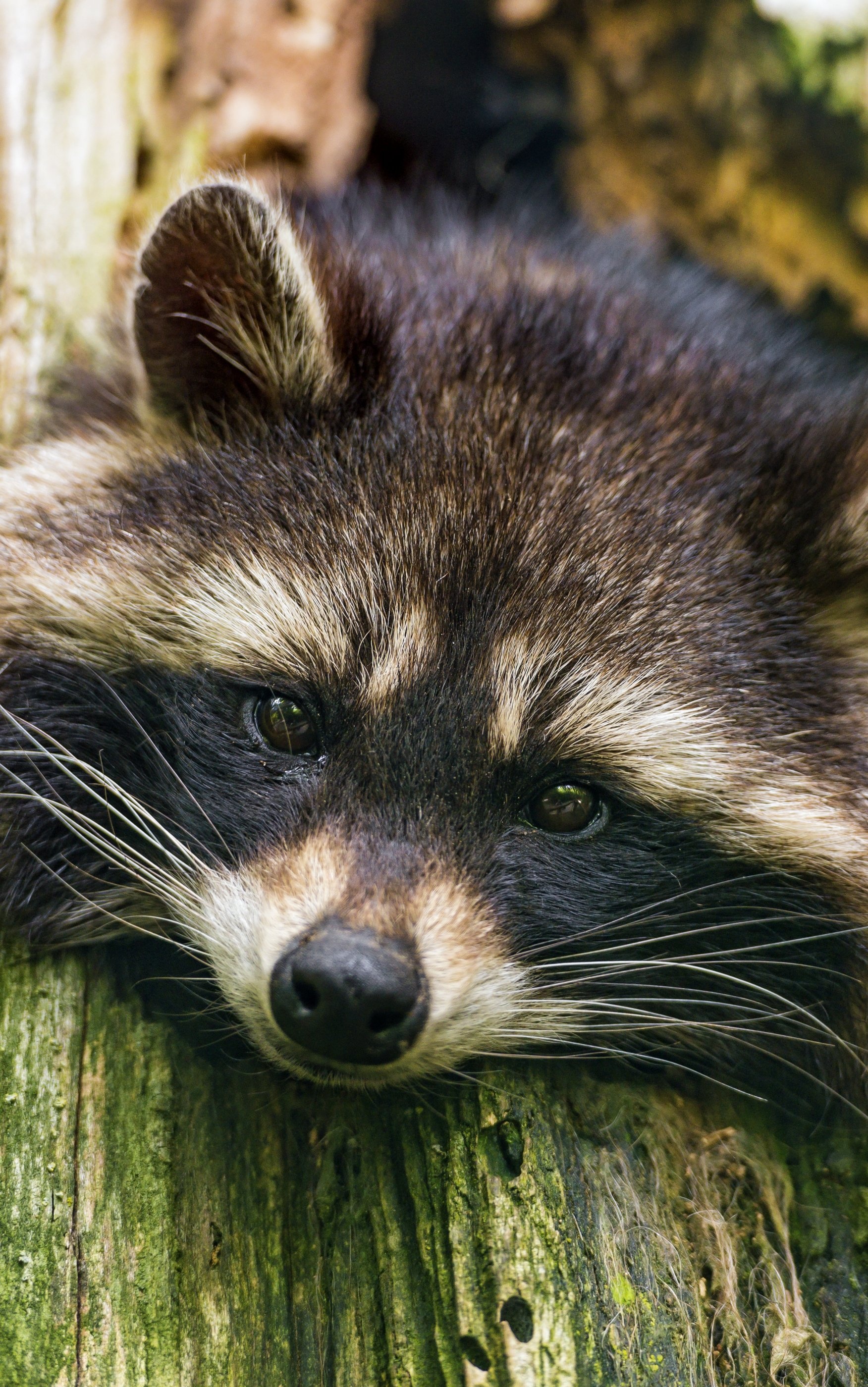 Graceful raccoon, Wilderness explorer, Fur coat, Nature's treasure, 1760x2800 HD Phone
