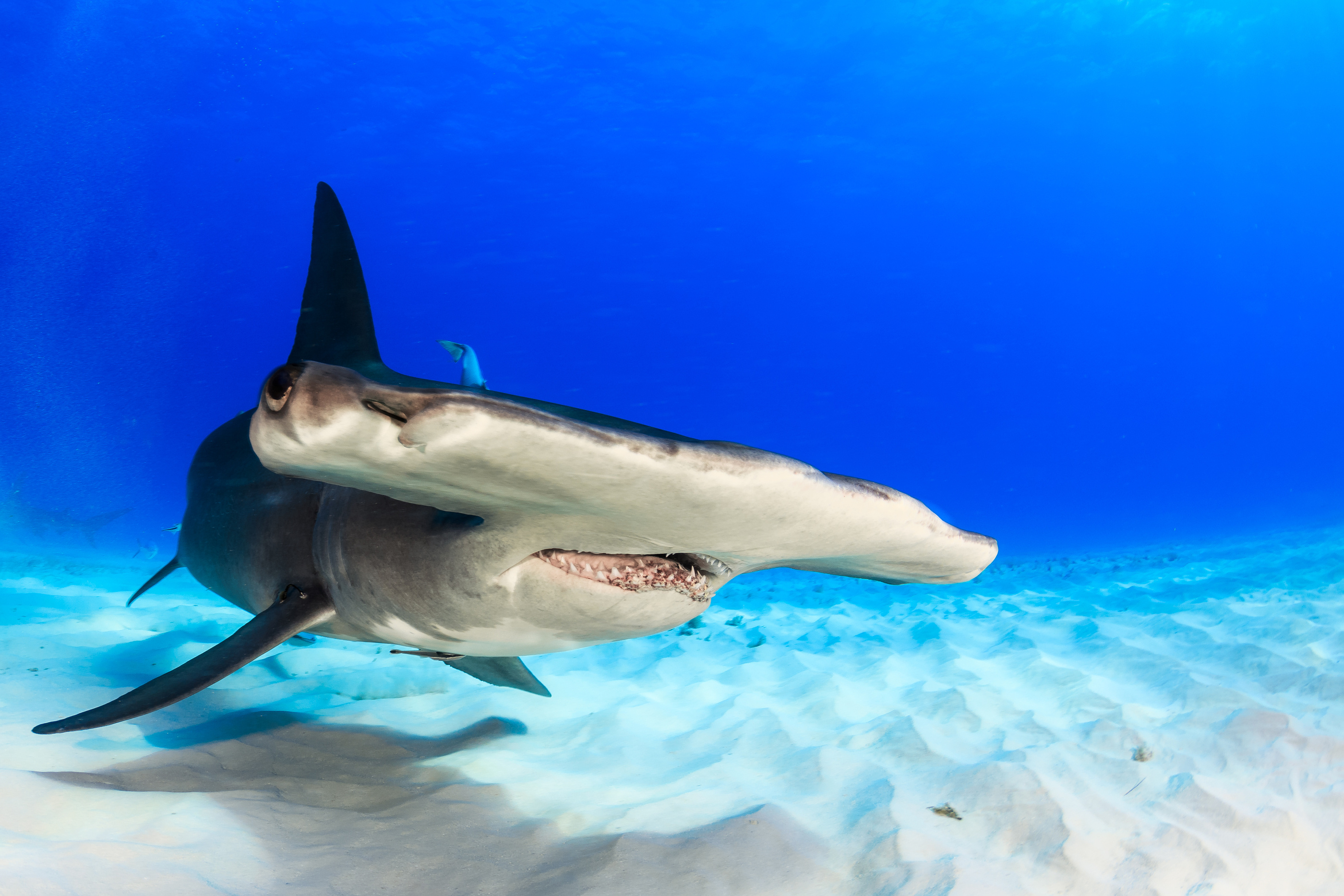 Hammerhead sharks, Fascinating facts, Ocean predators, Social behavior, 2800x1870 HD Desktop