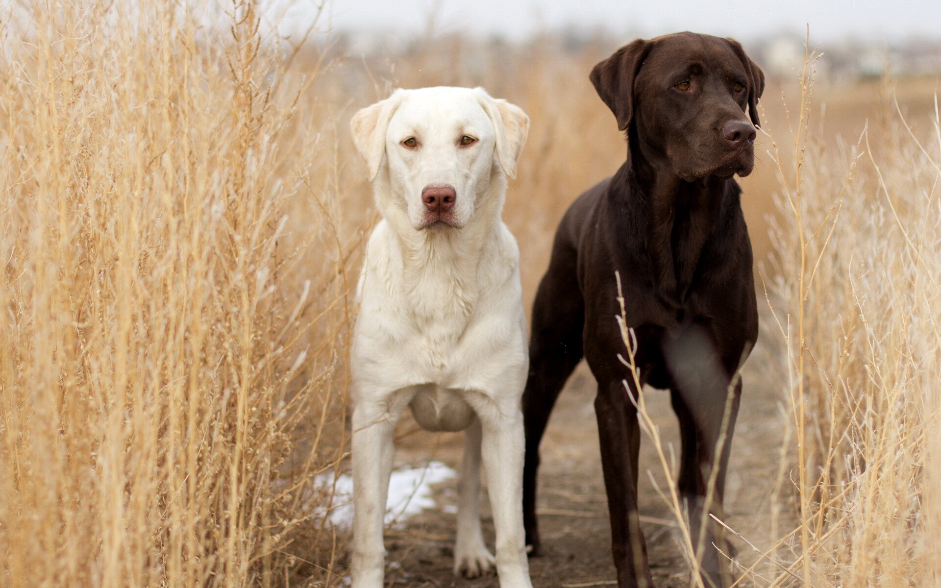 Labrador Retriever: Most popular breed of assistance dog in the United States. 1920x1200 HD Background.