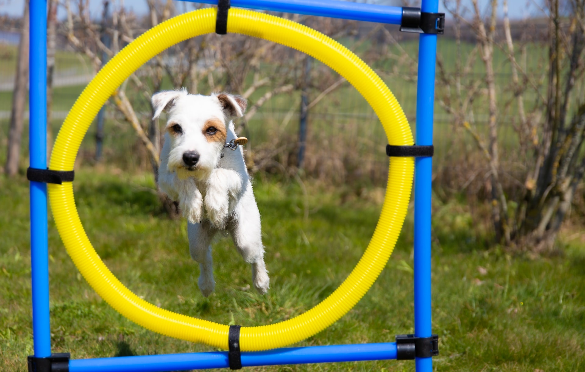 Dog Sports: Competing In an Agility Trial, Canine Enrichment Center, Pet Sports. 1920x1230 HD Background.