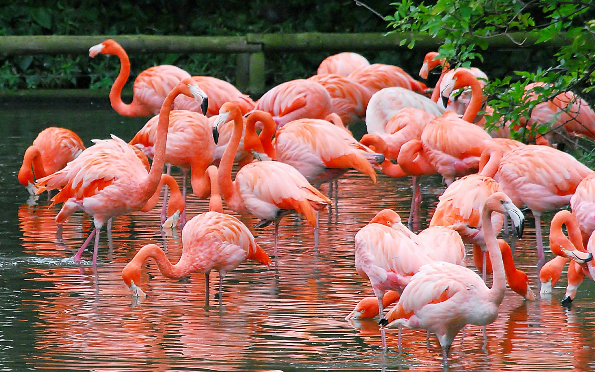 Flamingo: The Phoenicopteridae family, Live in colonies whose population can number in the thousands. 1920x1200 HD Wallpaper.