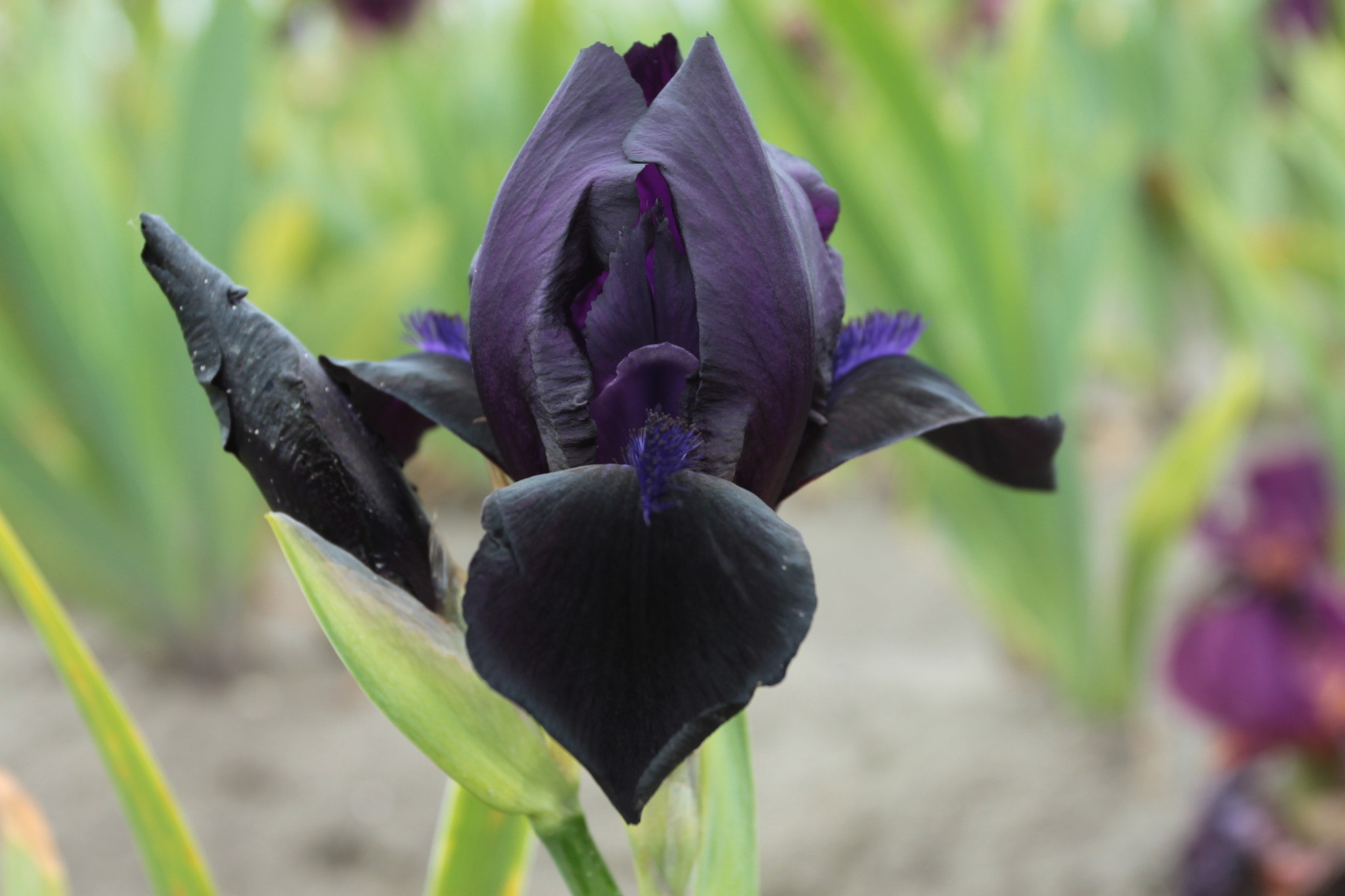 Iris Germanica Study in Black - darkest Iris! - Tulip Store 2050x1370