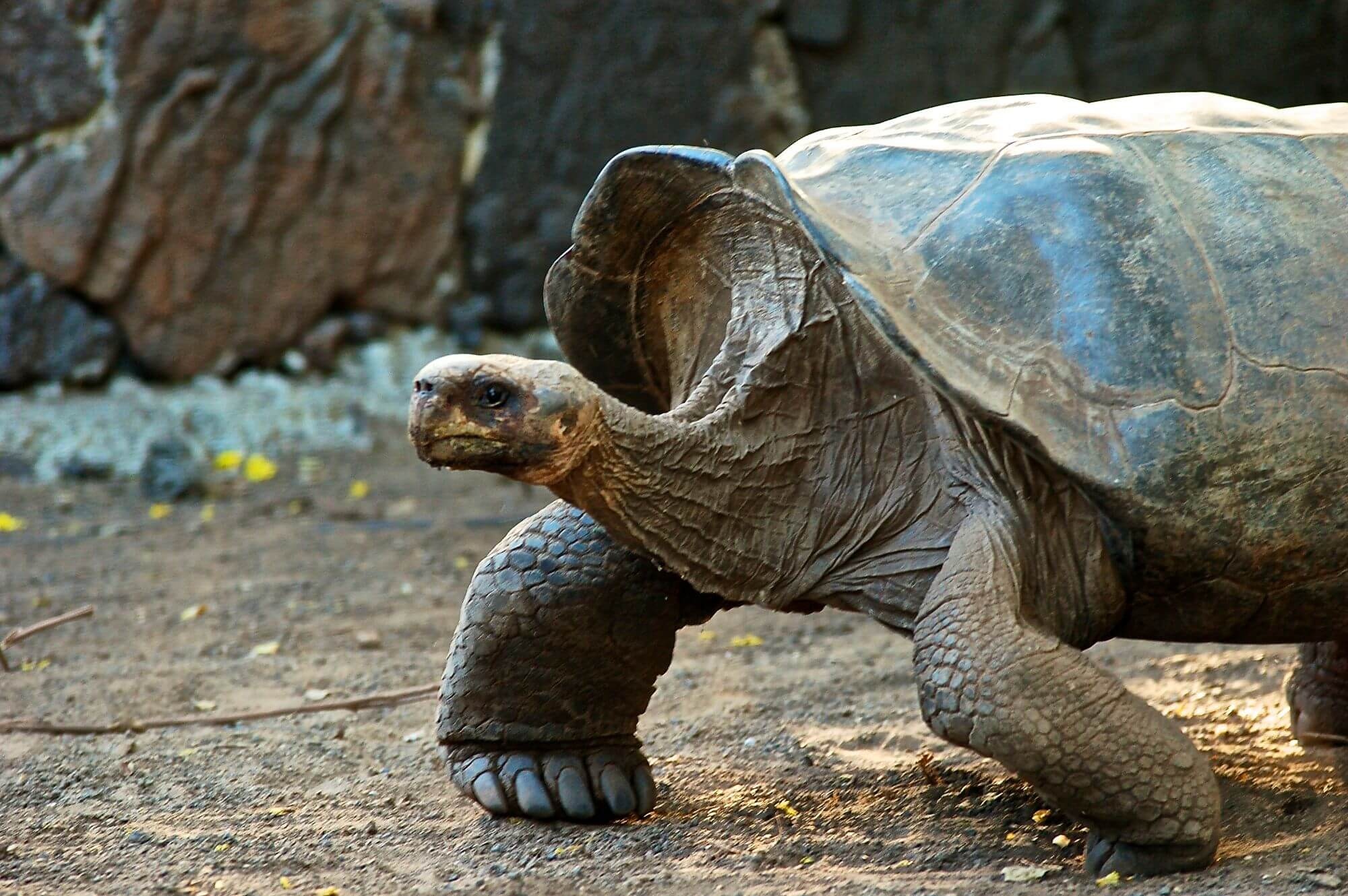 Galapagos Safari, Recommendations by guides, 2000x1330 HD Desktop