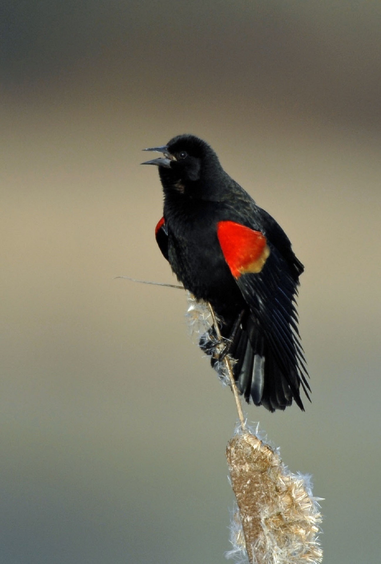 Common Blackbird, Mesmerizing poses, Stunning portraits, Avian artistry, 1300x1920 HD Handy