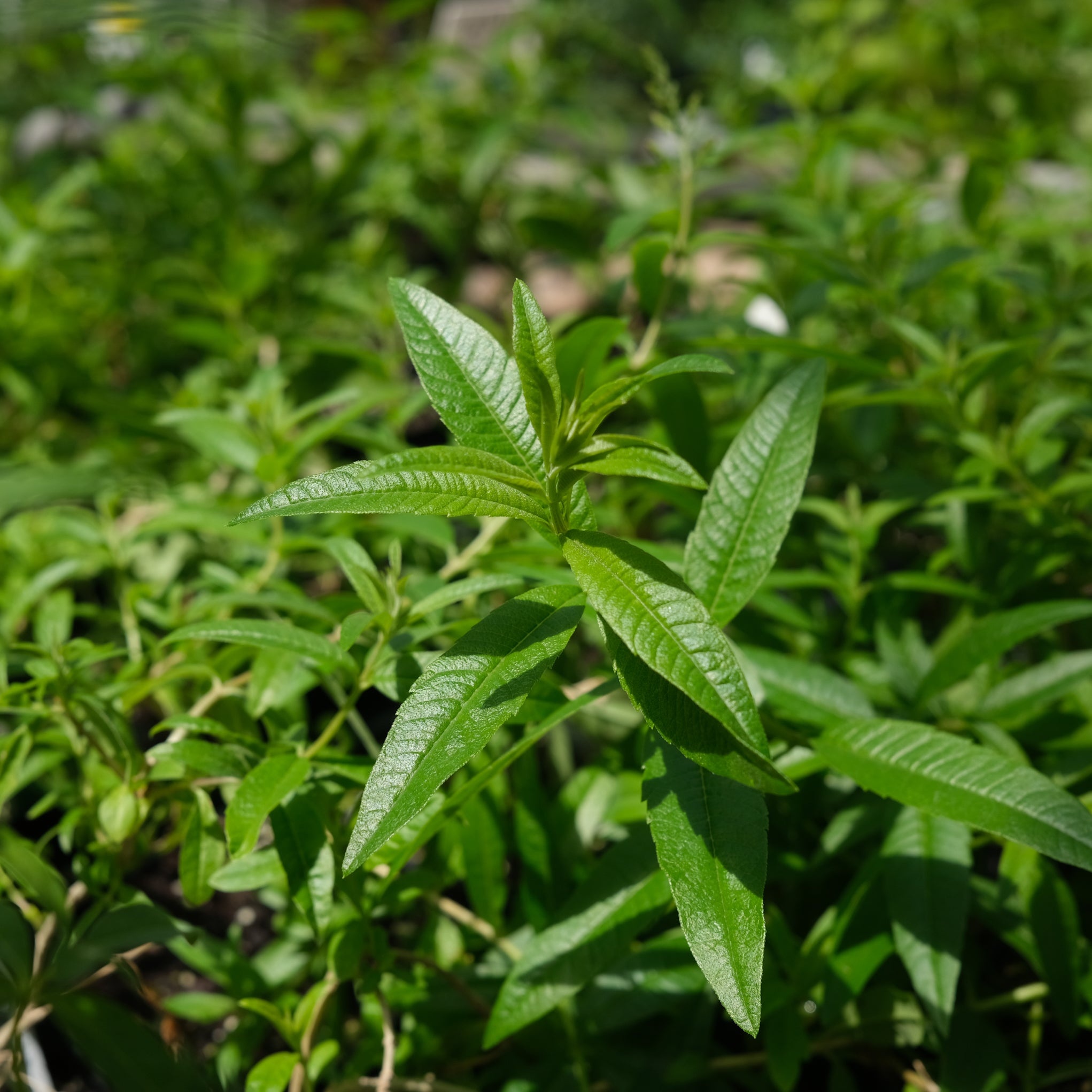 Lemon Verbena, Herb in Lexington, Aromatherapy plant, Fragrant beauty, 2050x2050 HD Handy