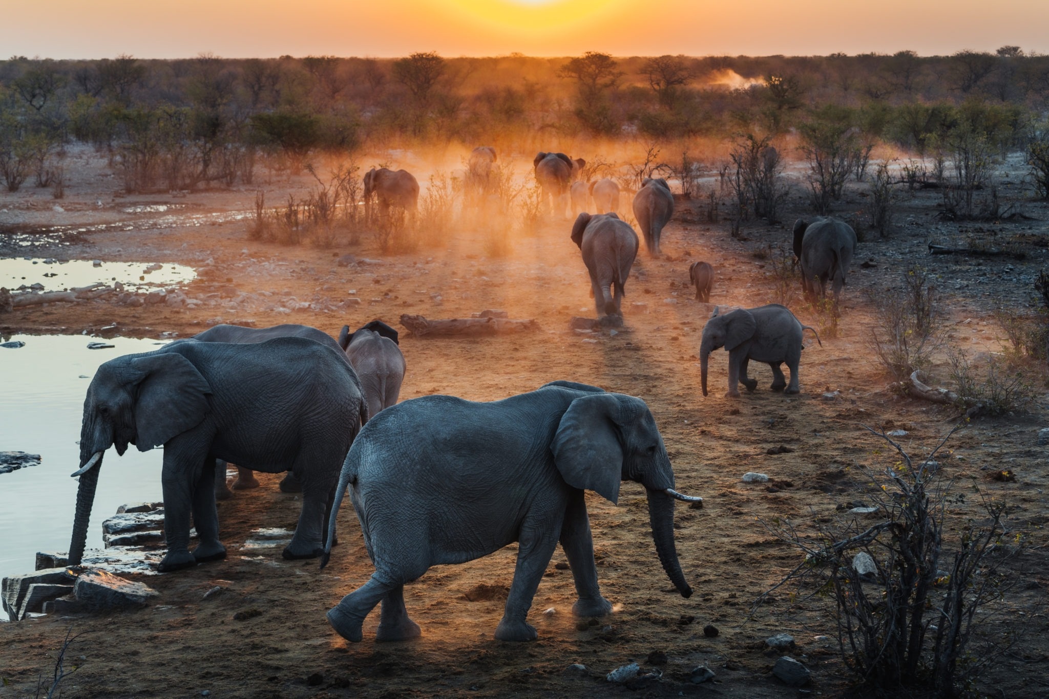 Etosha wildlife, Namibia safari, Jason and Emilie's adventure, Stunning landscapes, 2050x1370 HD Desktop