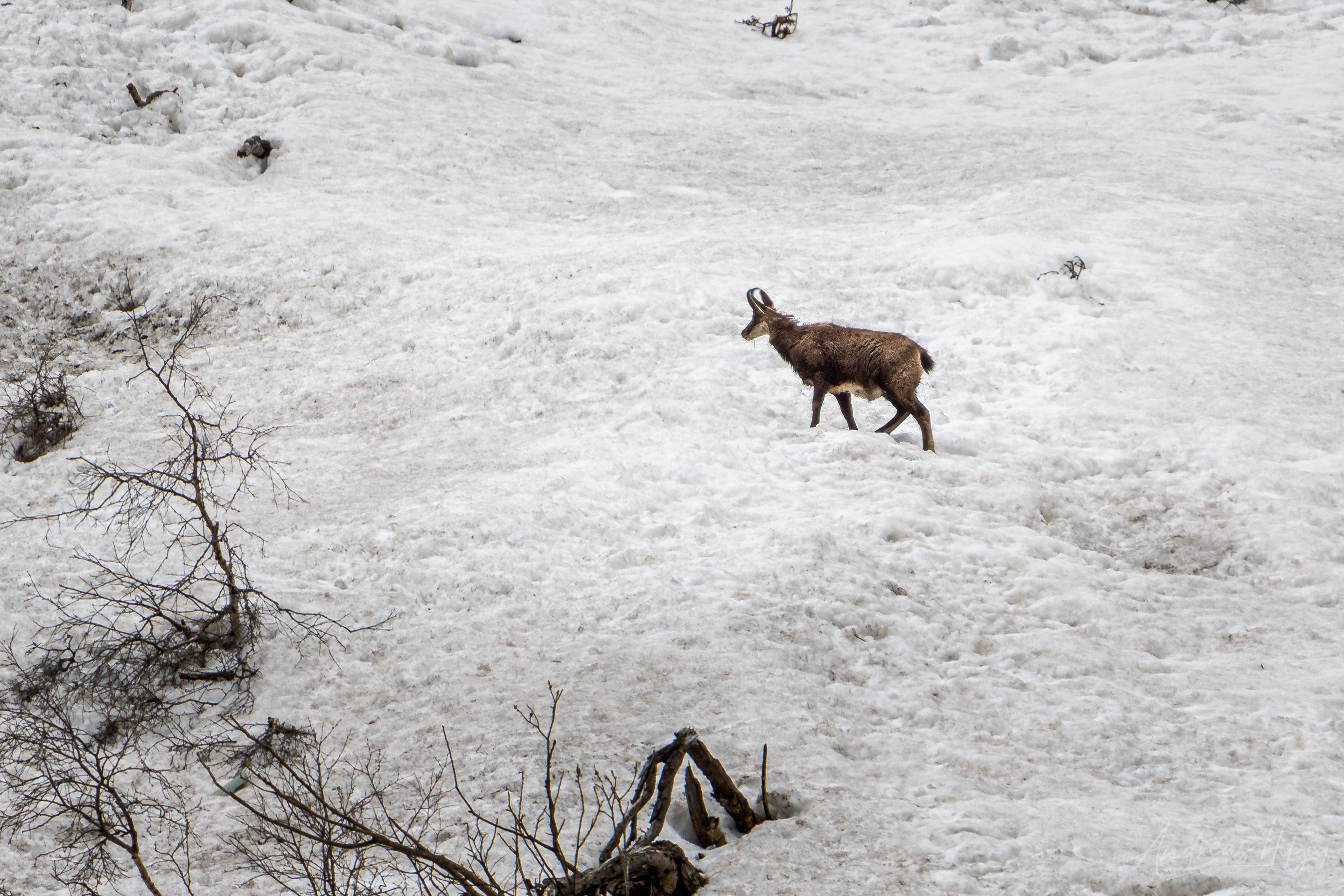 Chamois and alpine ibex, Mountain encounters, Nature's spectacle, Alpine wildlife, 2880x1920 HD Desktop