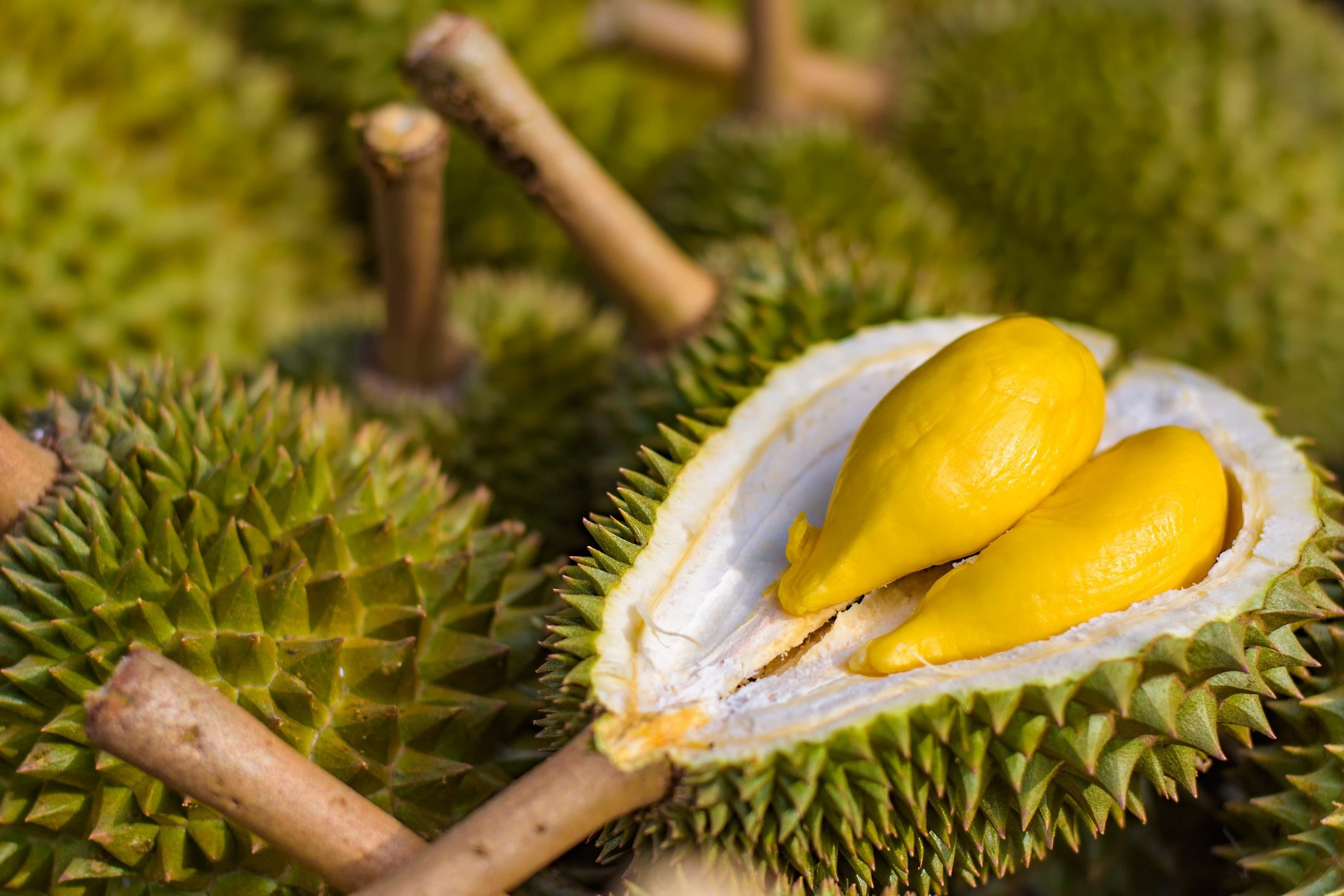 Durian: Round, oval or oblong fruit with thick, spiny brown-green husk. 2130x1420 HD Background.