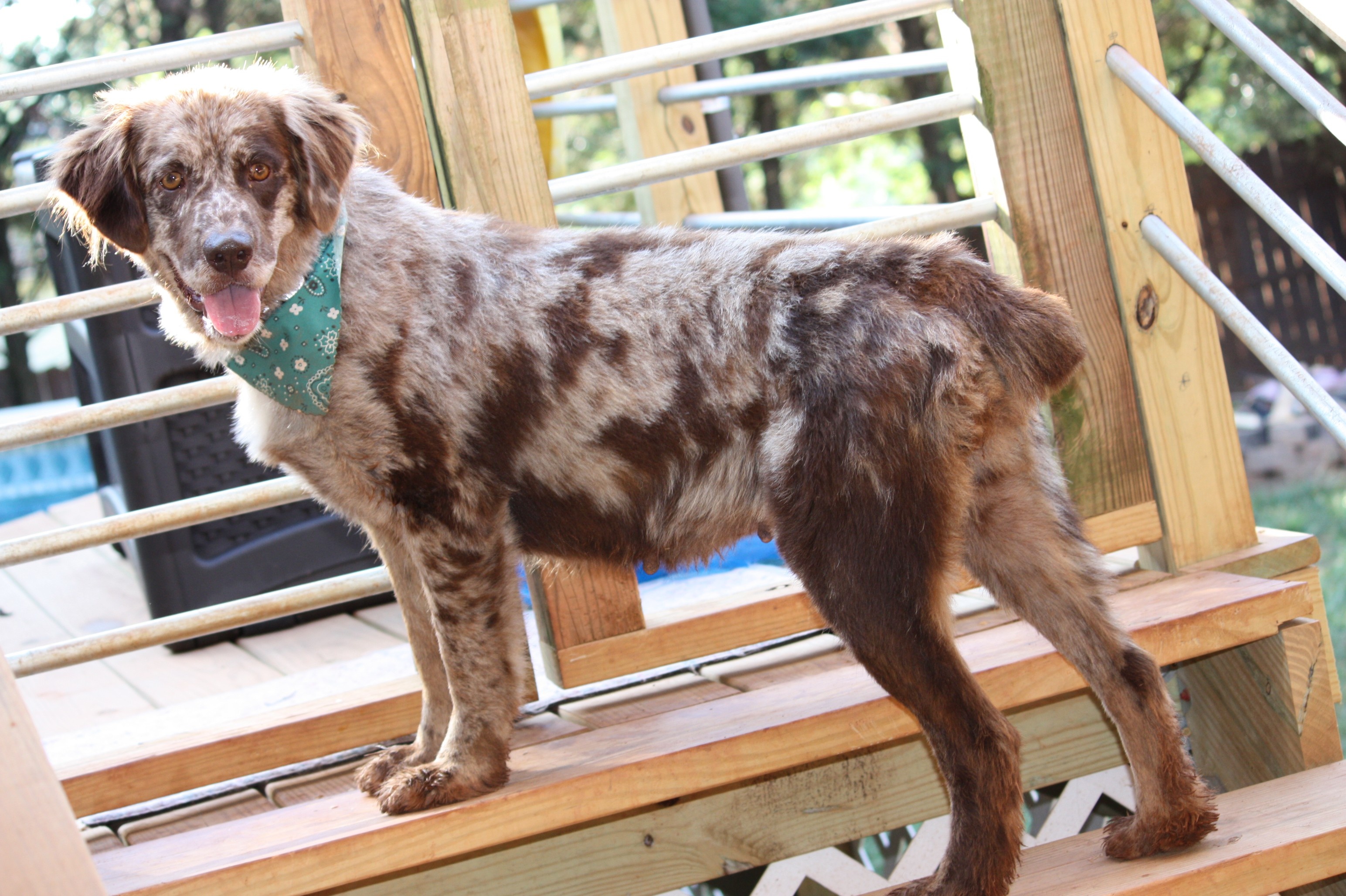 Prince William County, Fancy the pet, Australian Shepherd, Adoption opportunity, 3090x2060 HD Desktop