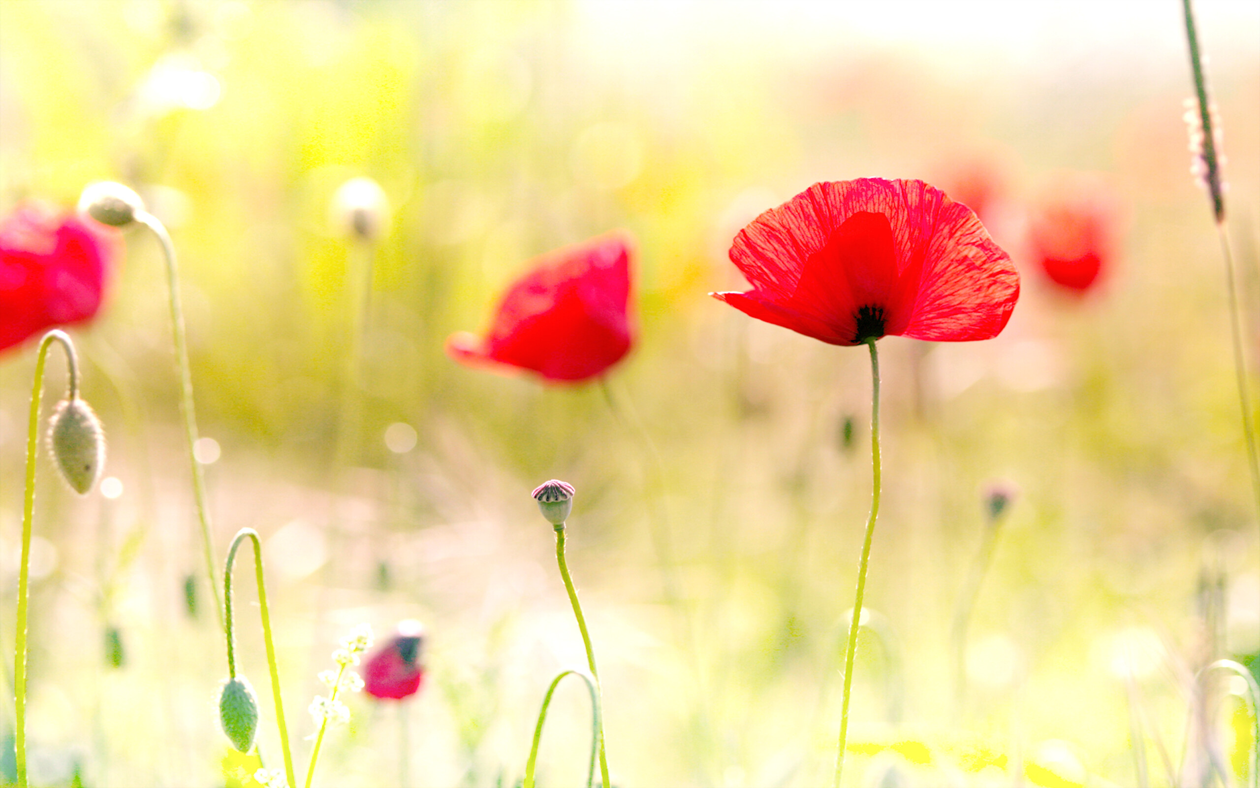 Poppy Flower: Ancient Greeks regarded poppies as a source of fertility, health, and strength. 2560x1600 HD Wallpaper.
