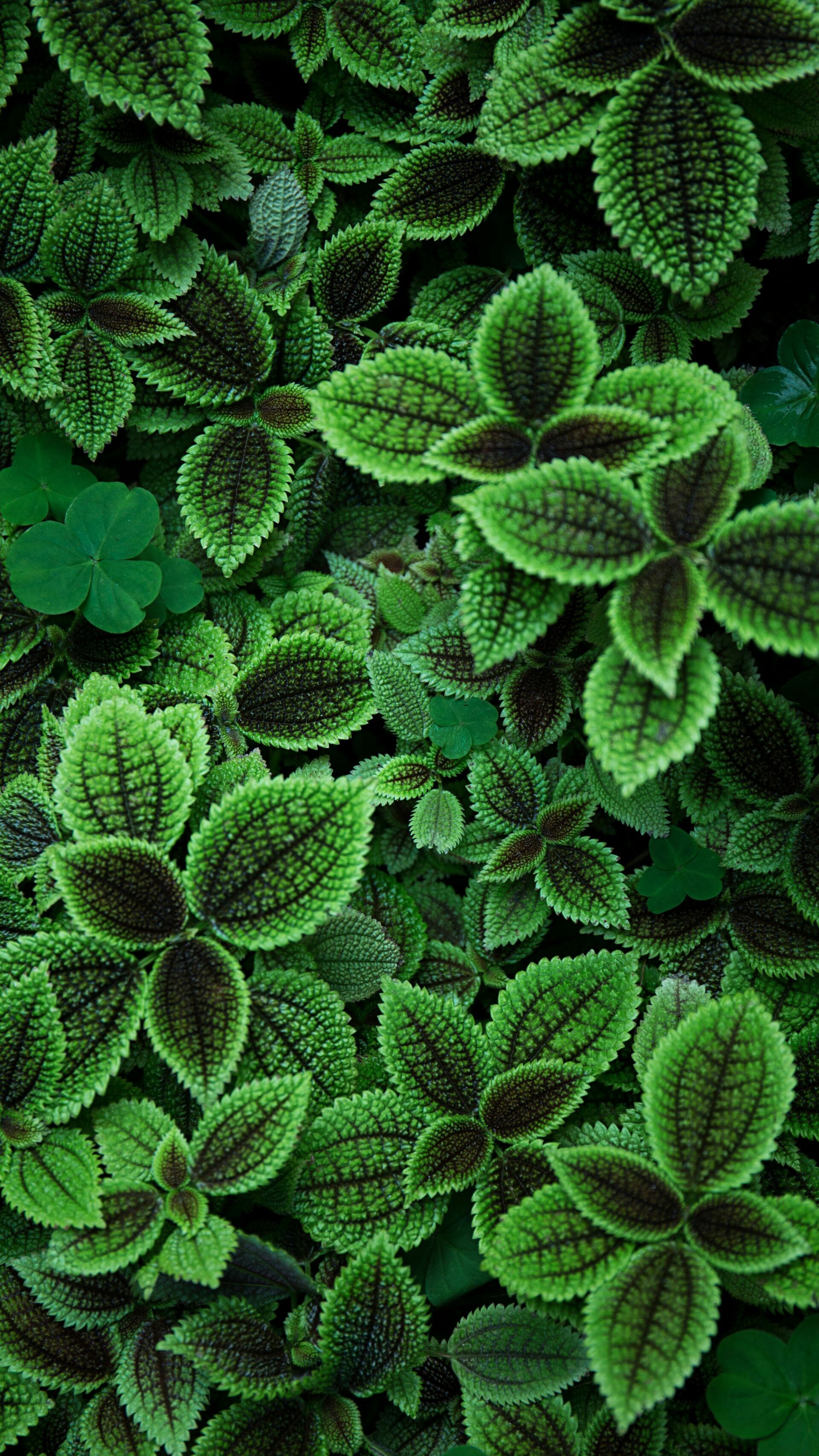 Leaf: Green, Non-seasonal plants retain their leaves for long periods. 1920x3420 HD Background.