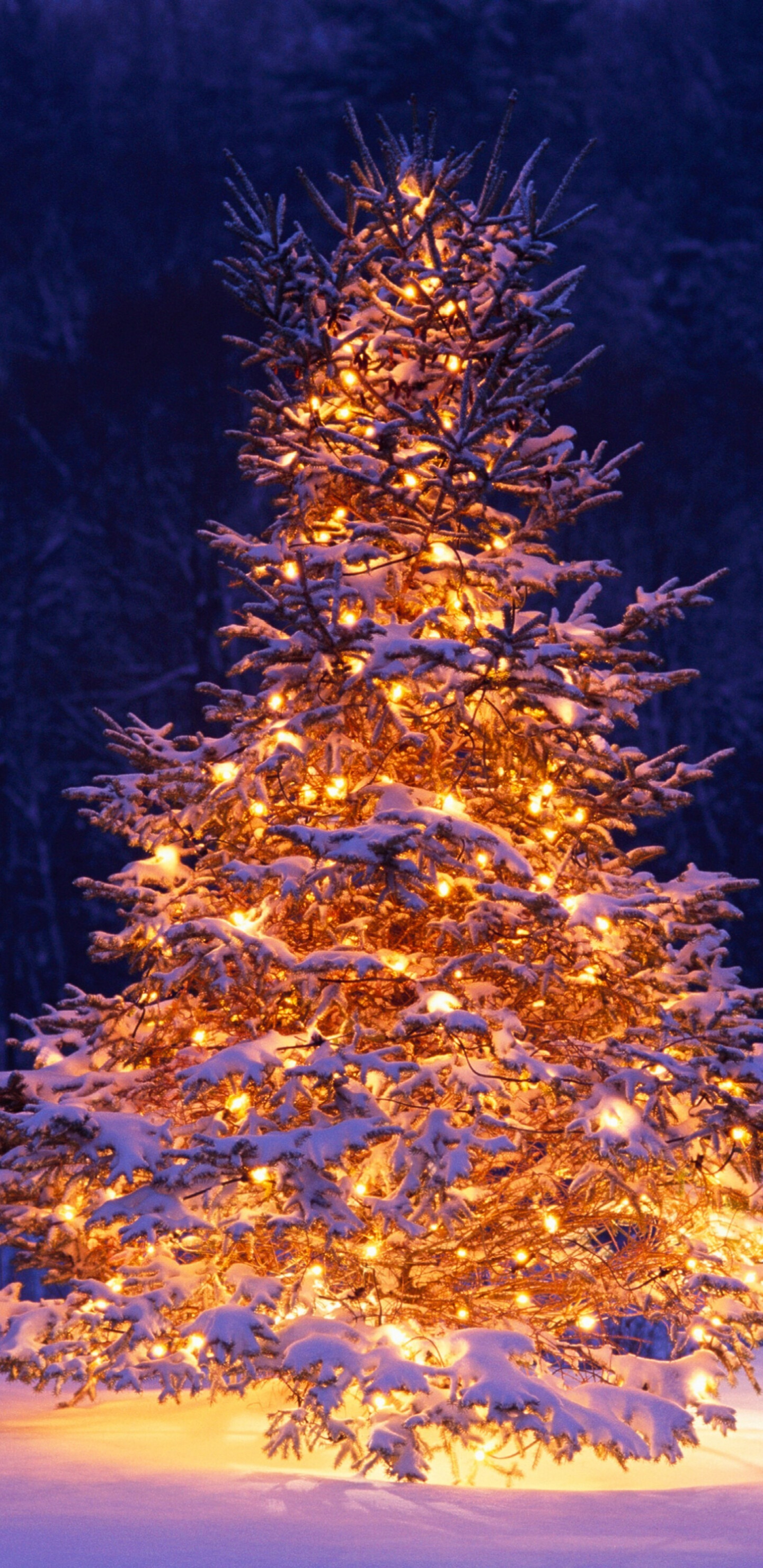 Christmas Tree: Holiday, Was popularized in the mid-19th century by Prince Albert, husband of Queen Victoria. 1440x2960 HD Wallpaper.