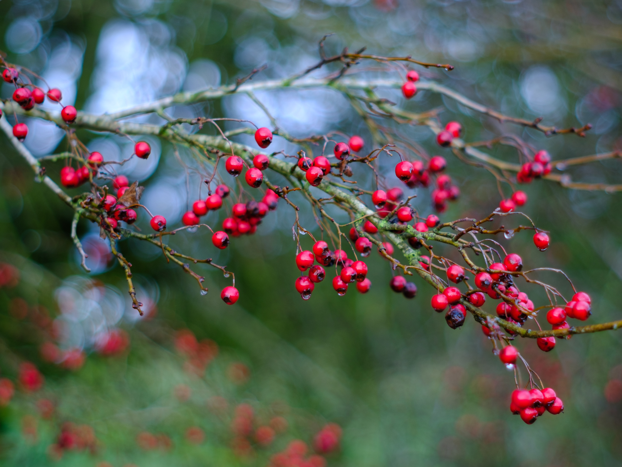 Hawthorn Berry Nature, Autumnal Dreamscapes, Pentax Super Takumar, Alex Roddie, 2050x1540 HD Desktop