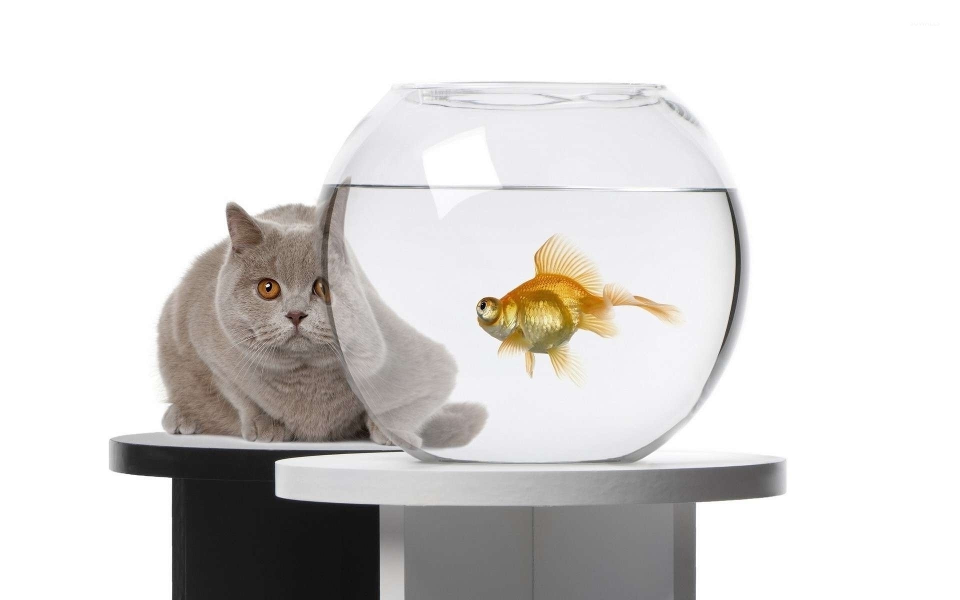 Fishbowl, cat hiding, fishbowl wallpaper, animal wallpapers, 1920x1200 HD Desktop