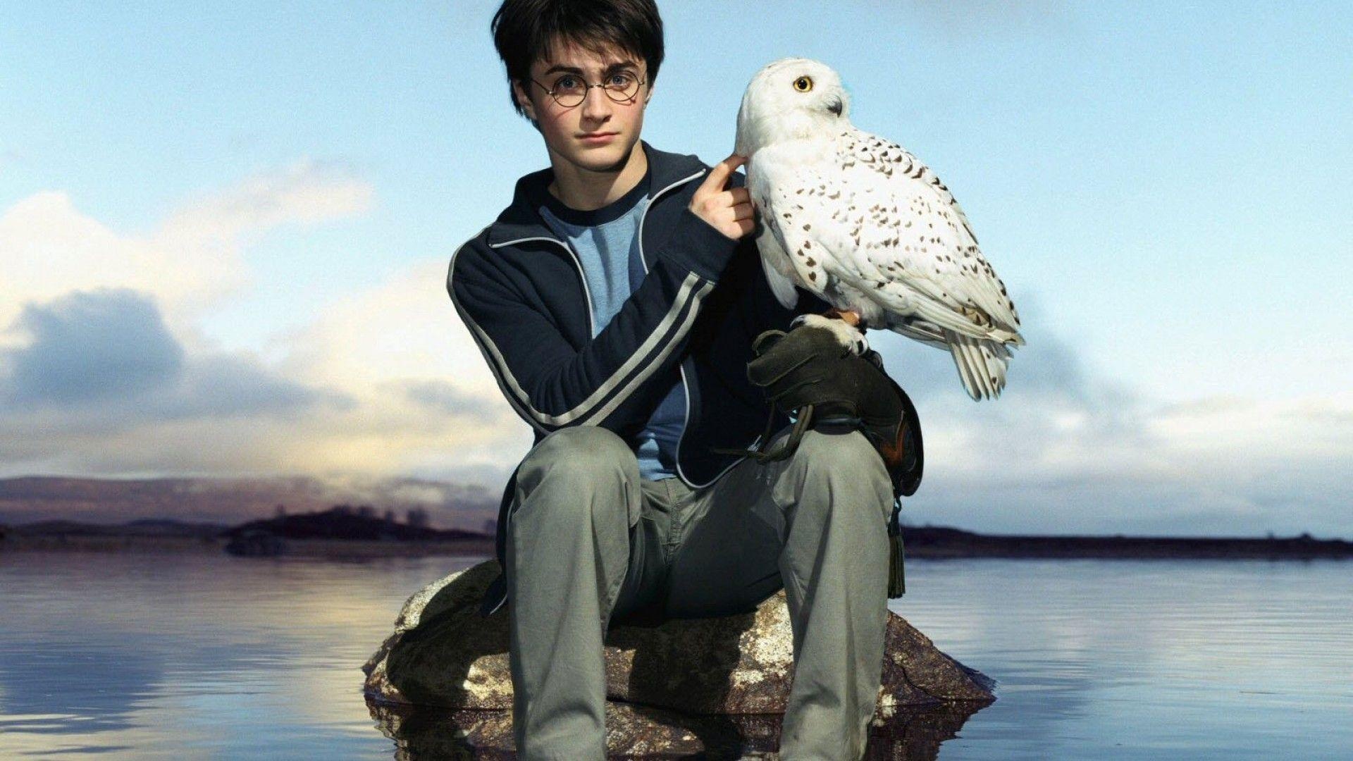 Hedwig: Has been portrayed in the Harry Potter film series by various owls. 1920x1080 Full HD Wallpaper.