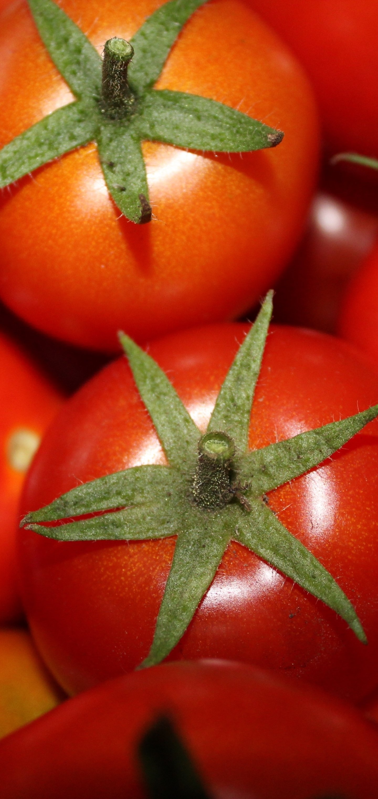 Tomato, Food, Vegetable, Health, 1440x3040 HD Handy