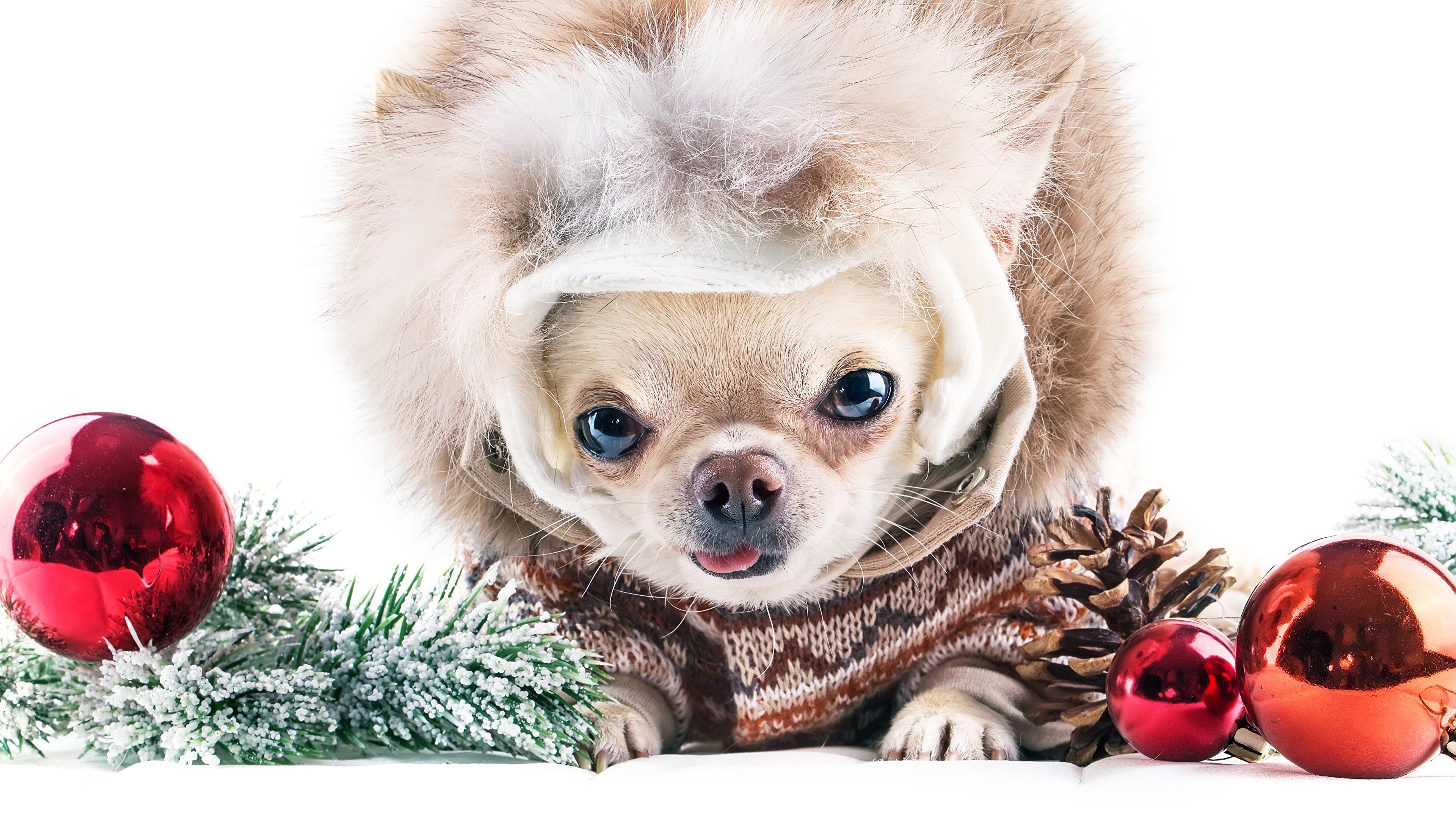 Chihuahua desktop wallpapers, Beautiful backgrounds, Lovely pets, Delightful companions, 3840x2160 4K Desktop