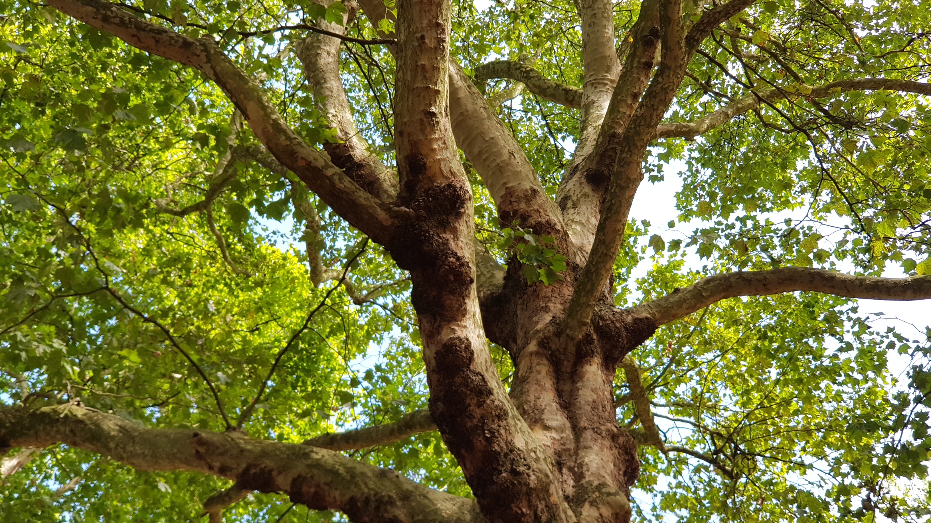 Sycamore tree, Captivating photography, Stunning sycamore, Yifat Bracha, 3270x1840 HD Desktop